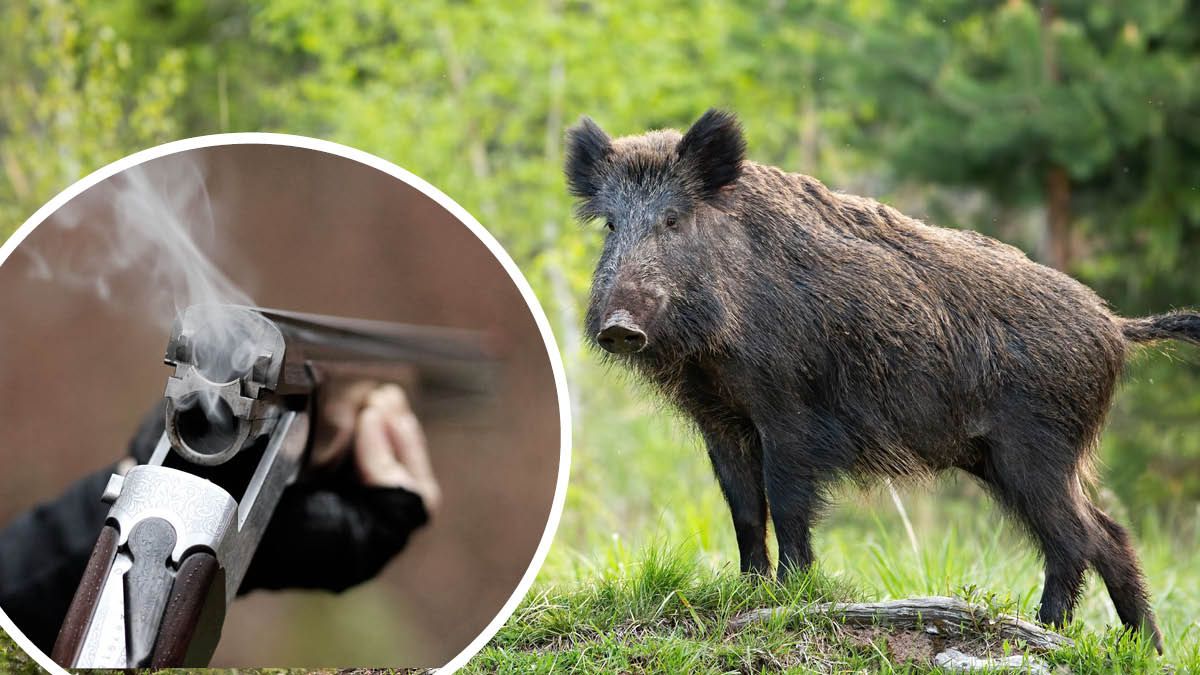 Das Unglück geschah bei der Wildschweinjagd.