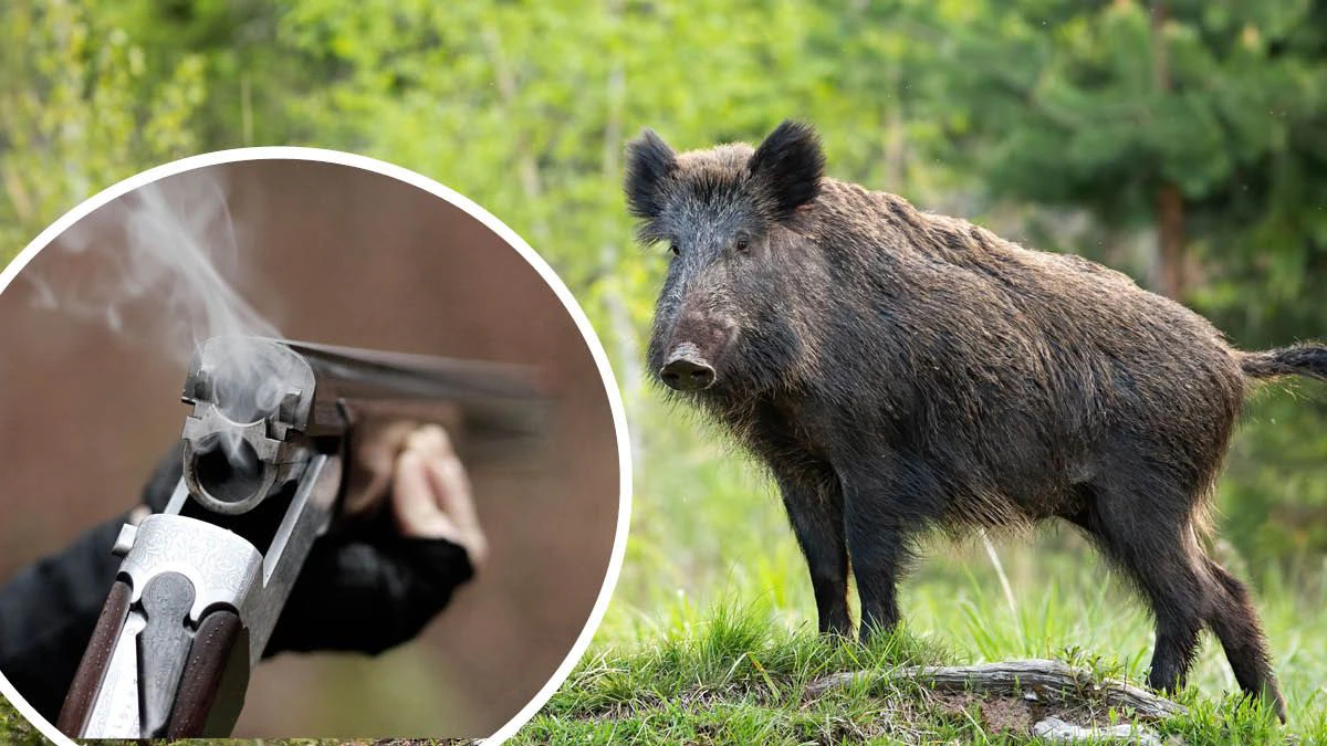 Heute.at - Tödlicher Schuss auf Freund nach Wildschwein-Jagd