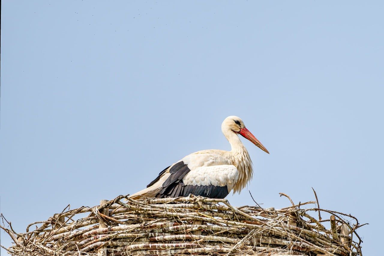 Storchennest in der Natur