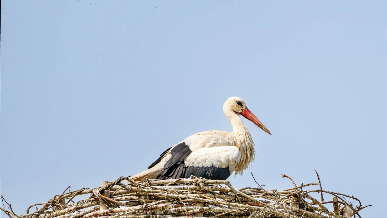 Heute.at - Vögel bauen Nester aus Drohnenkabeln