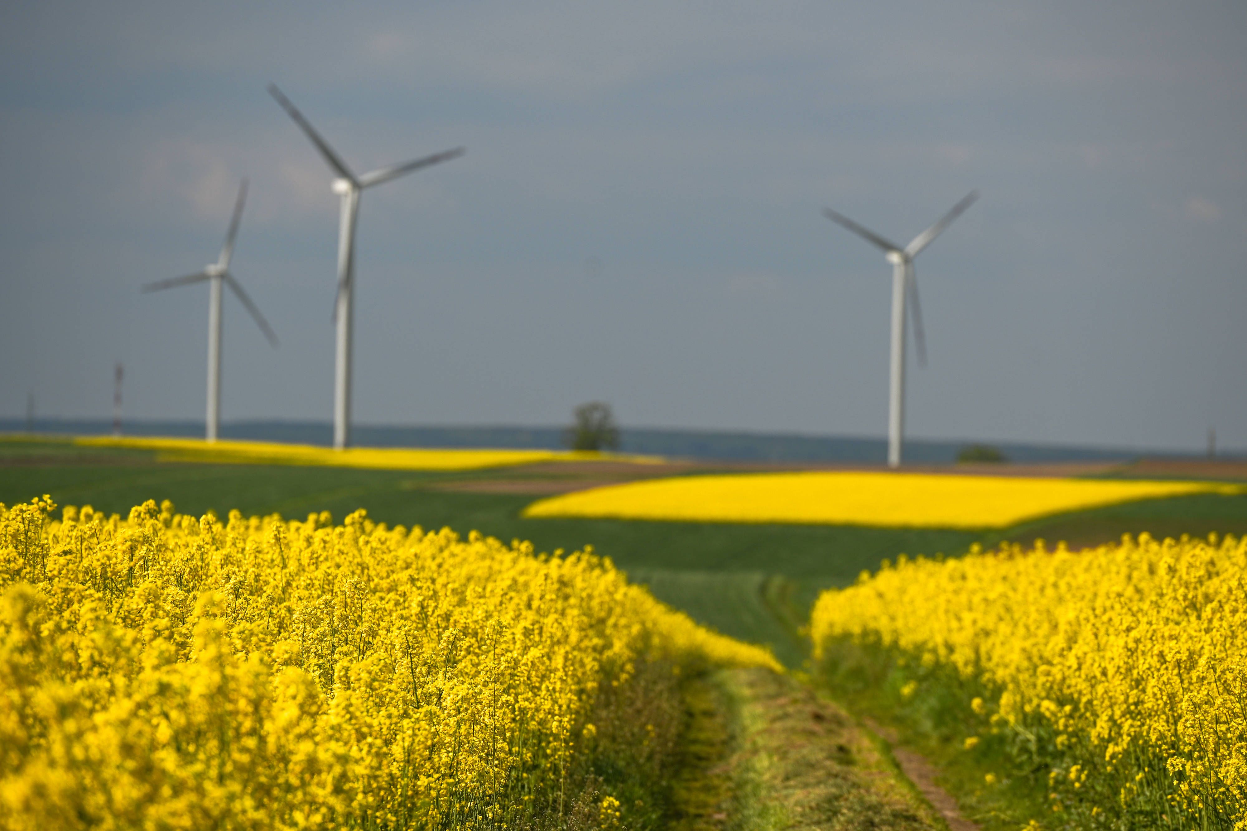Die Alternative zu Erdöl wächst auf Feldern und Wäldern – Europa könnte damit unabhängig werden.
