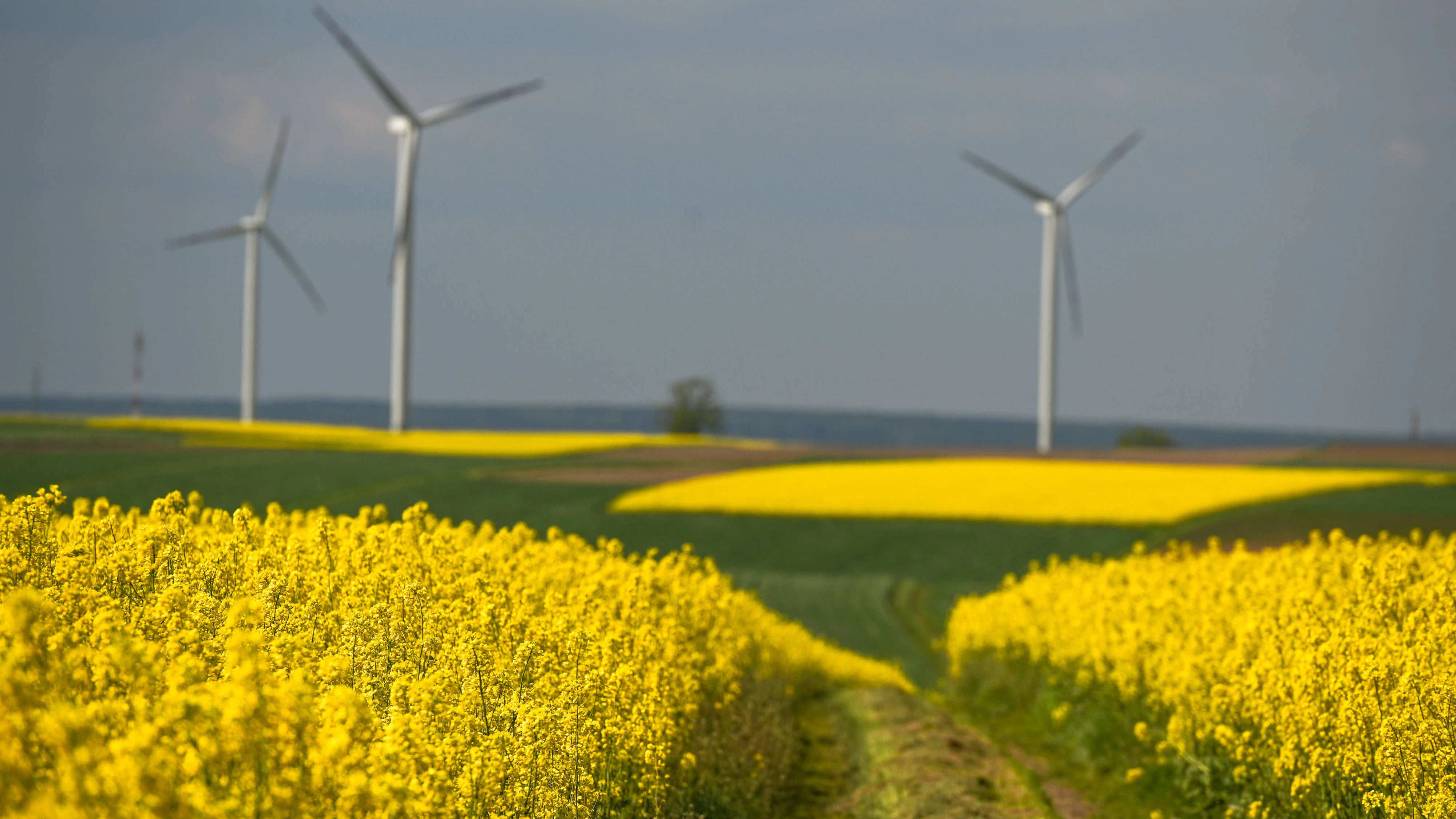 Die Alternative zu Erdöl wächst auf Feldern und Wäldern – Europa könnte damit unabhängig werden.