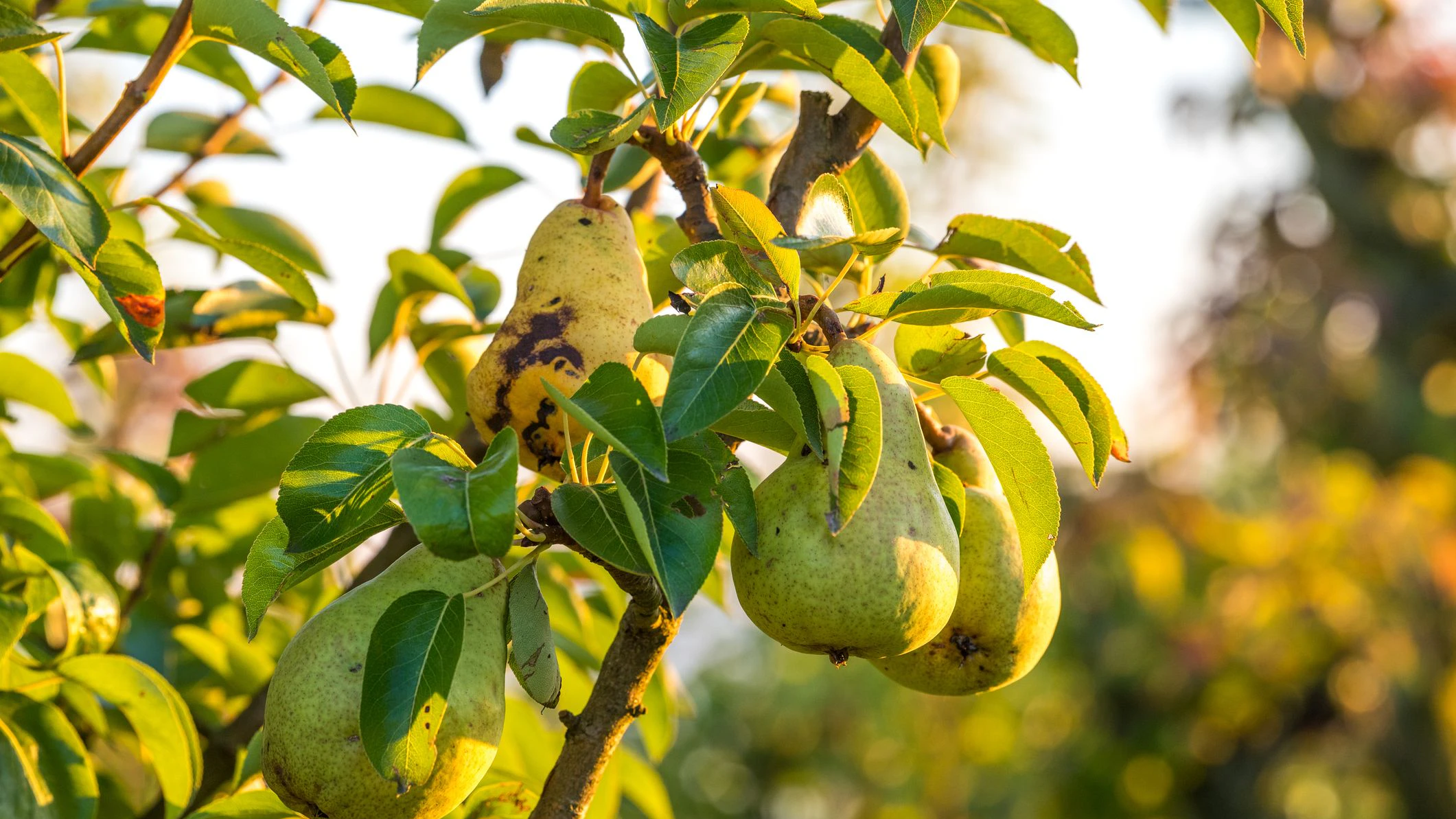 Reife Birnen am Baum
