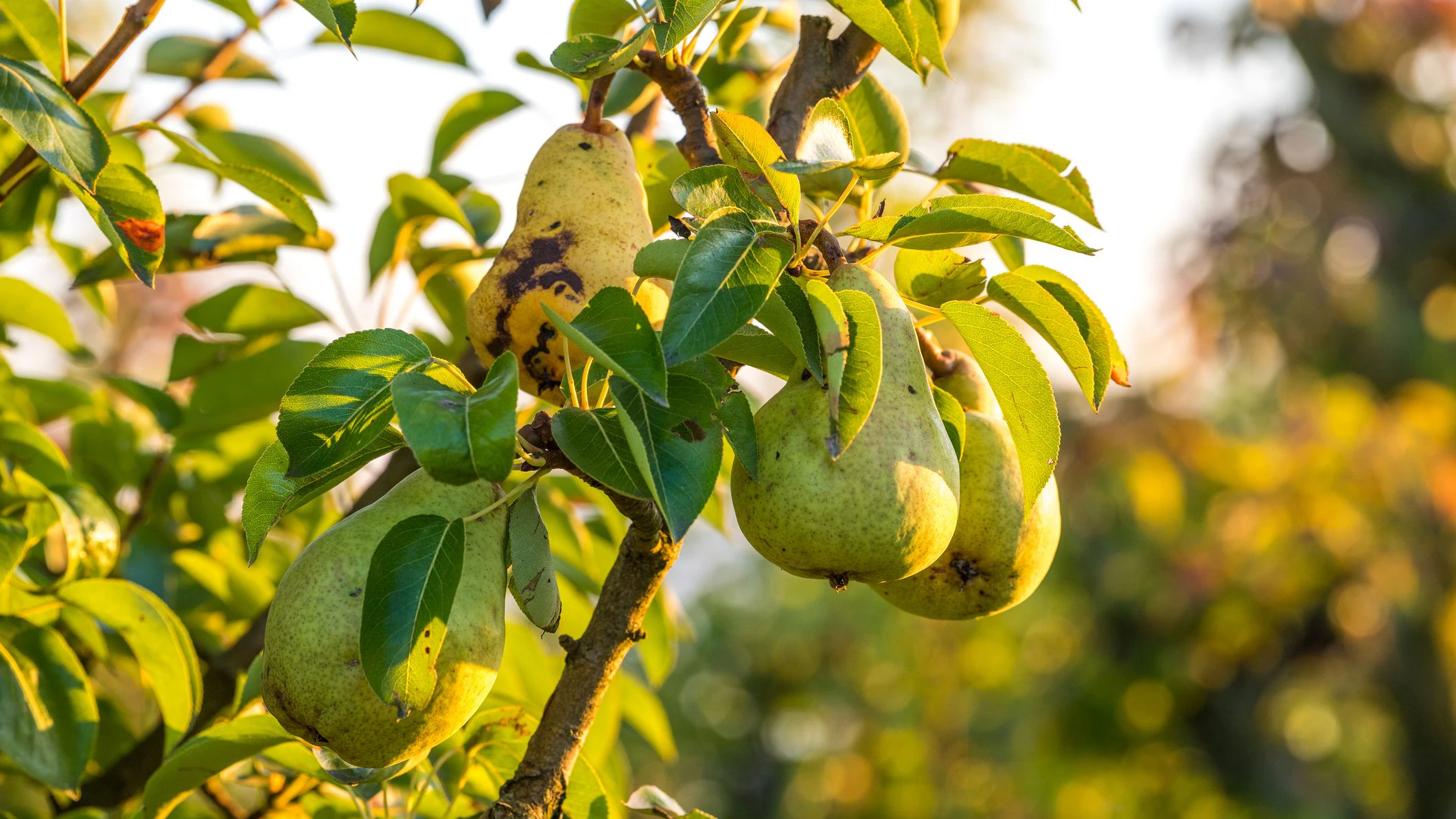 Reife Birnen am Baum
