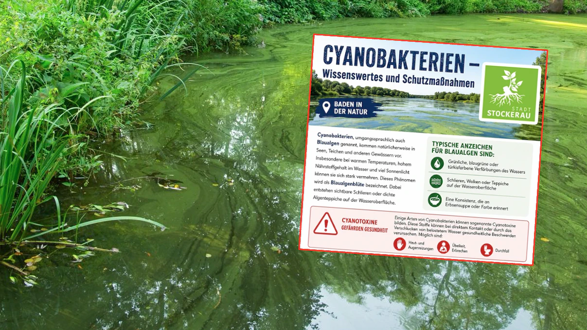 Warnung vor Blaualgen in Stockerau