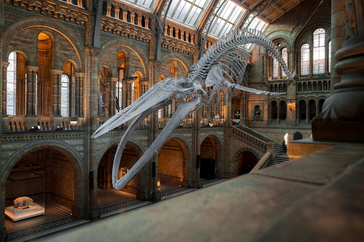 Blauwal-Skelett in einer Museumsausstellung