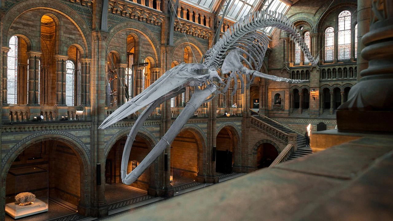Heute.at - Museen setzen auf Superwürmer als Knochenputzer