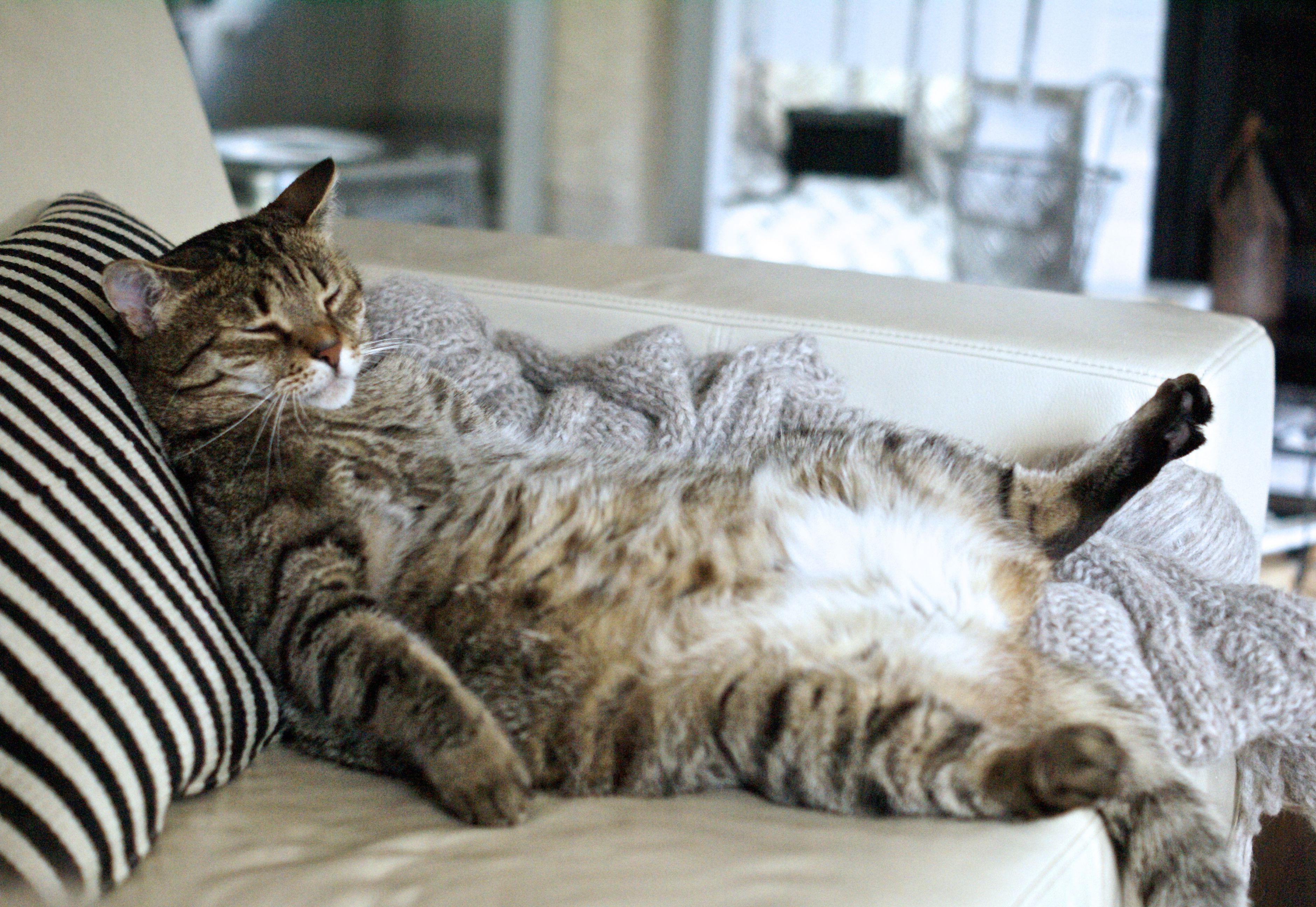 Heute.at - Wie ein Nachtkast'l Sind Österreichs Katzen zu dick?