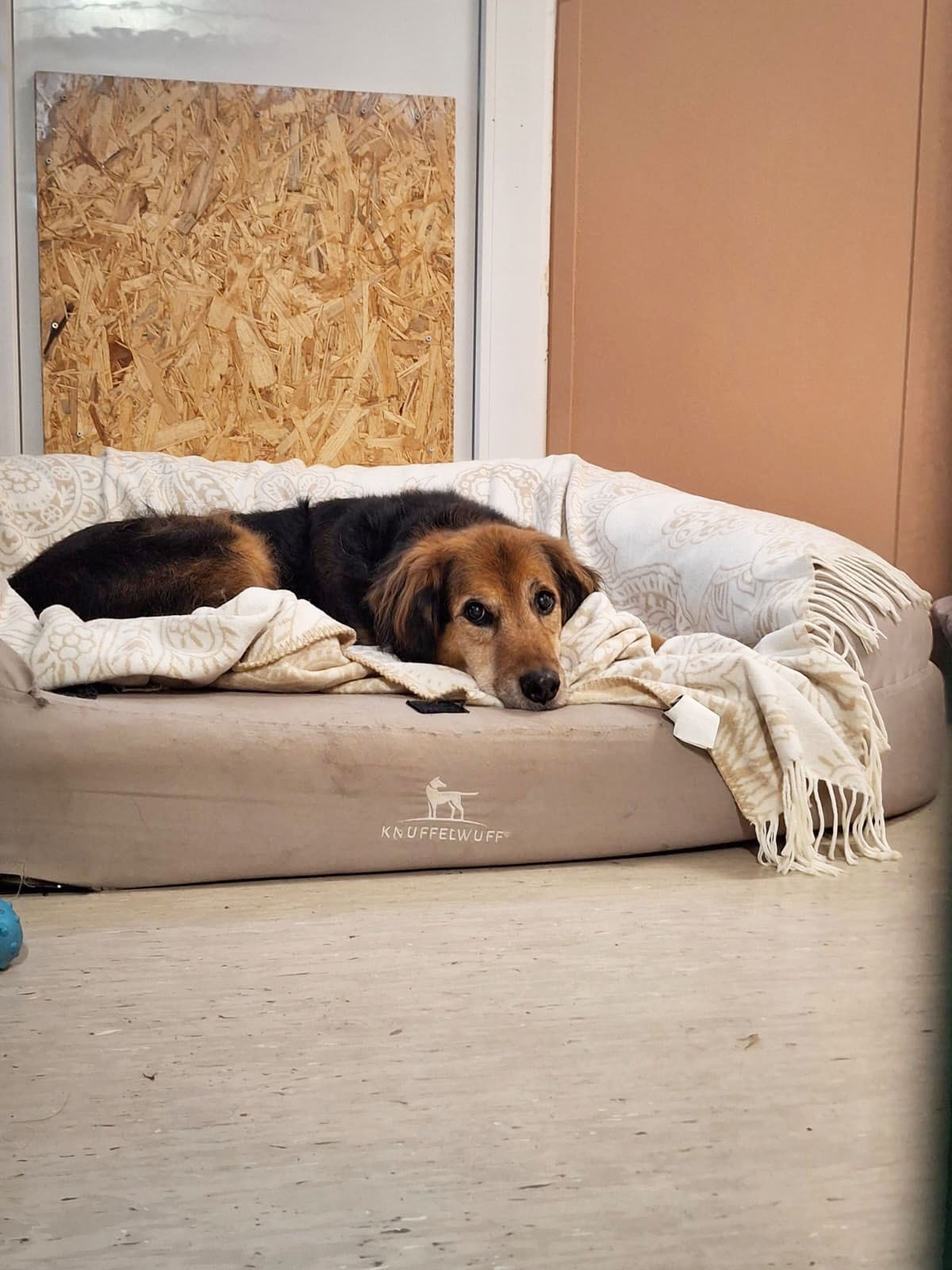 Heute.at - Nach dem Tod von Frauchen braucht Samy unsere Hilfe
