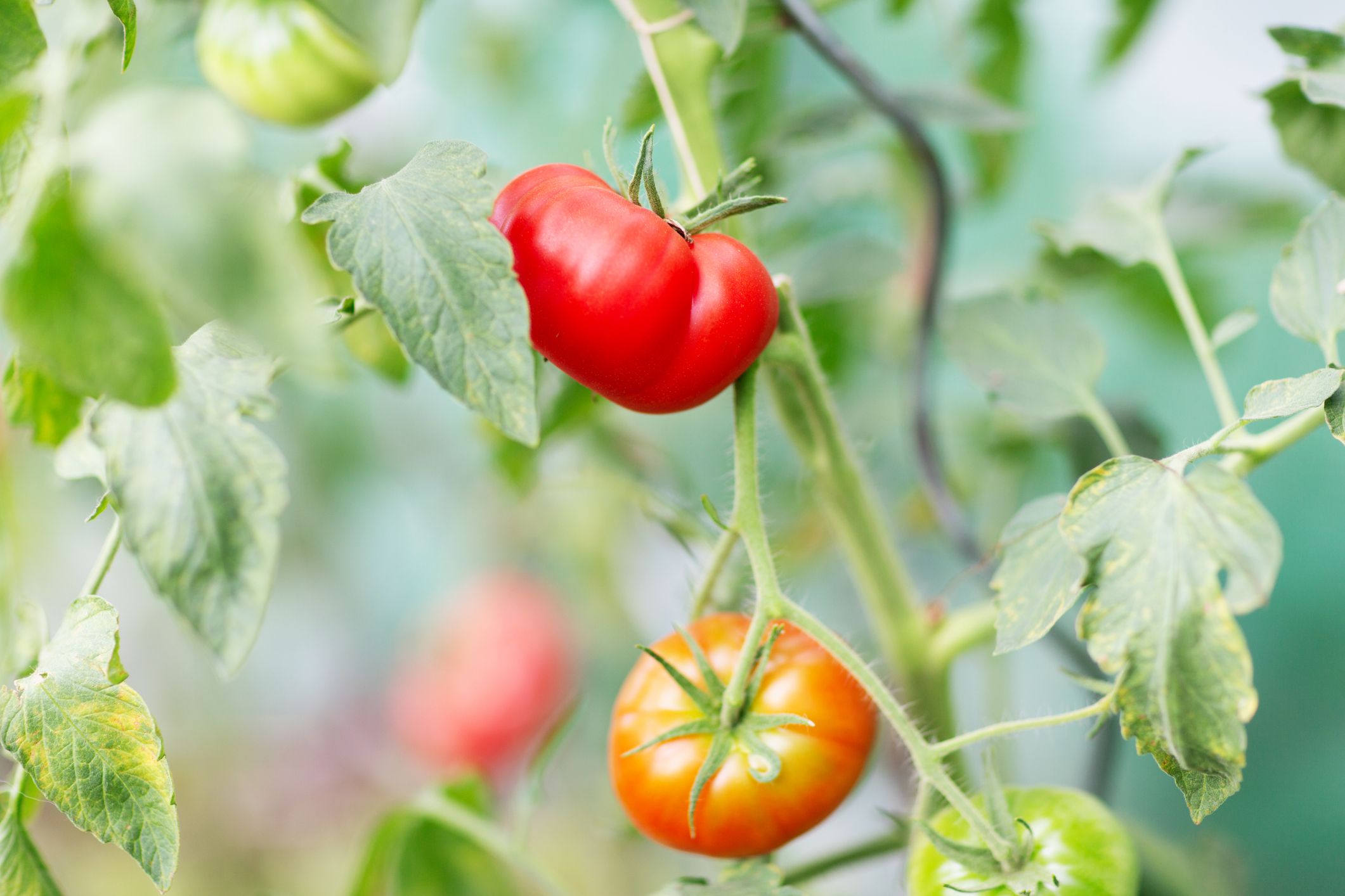 Heute.at - Tomaten nie gießen? Experte verrät Trick
