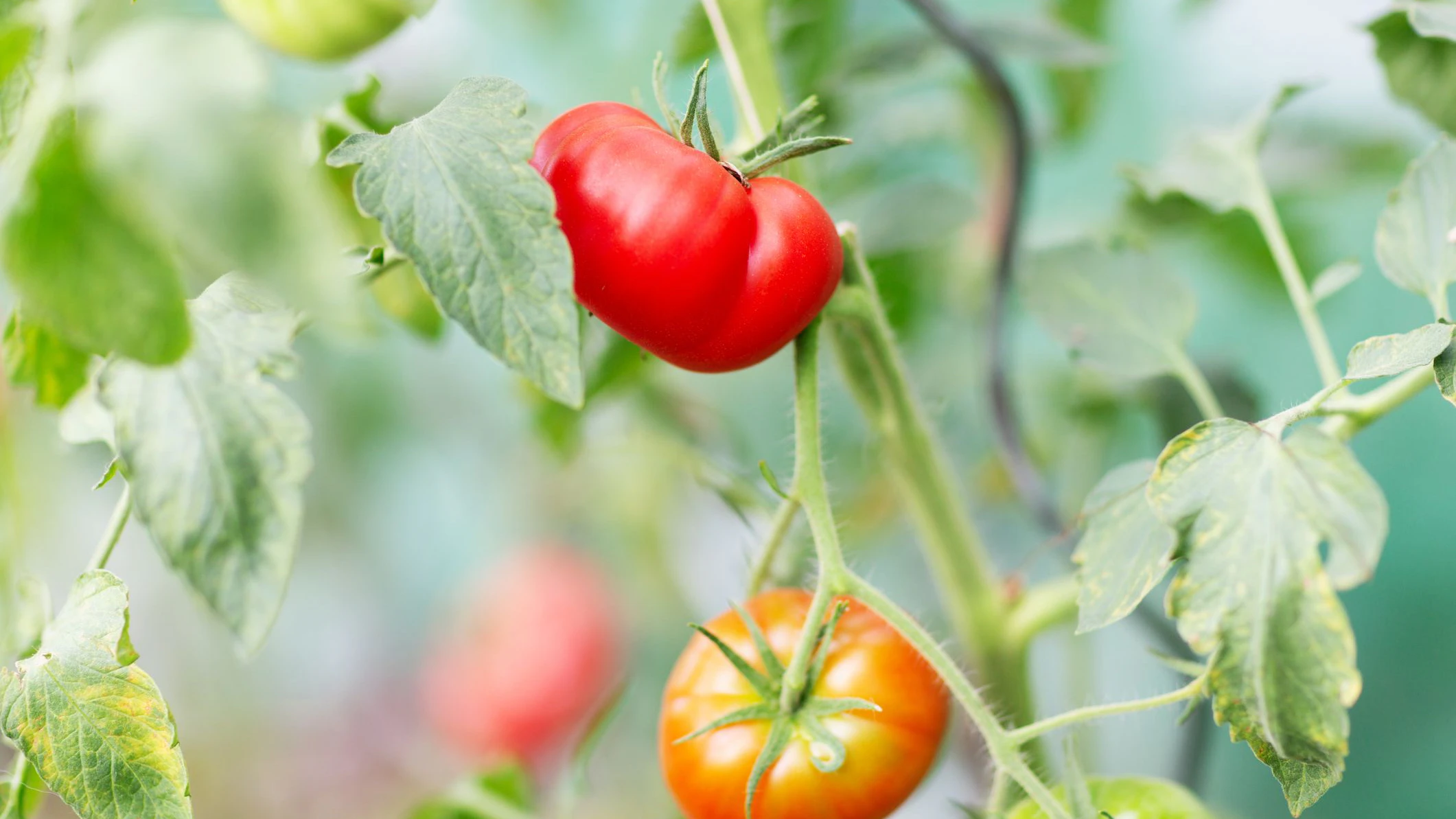 Heute.at - Tomaten nie gießen? Experte verrät Trick