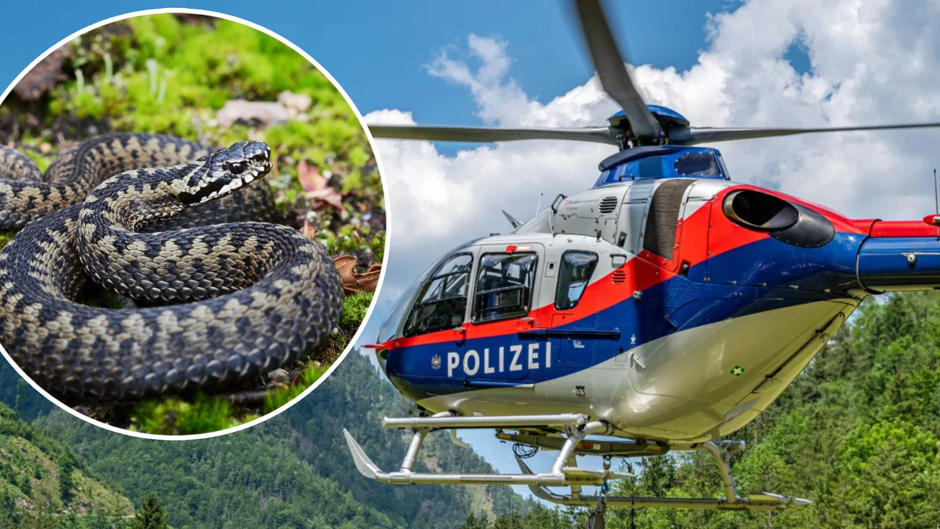 Der Polizeihubschrauber "Libelle" flog aus, um den Hund nach dem Biss der giftigen Schlange zu retten. (Symbolbild)