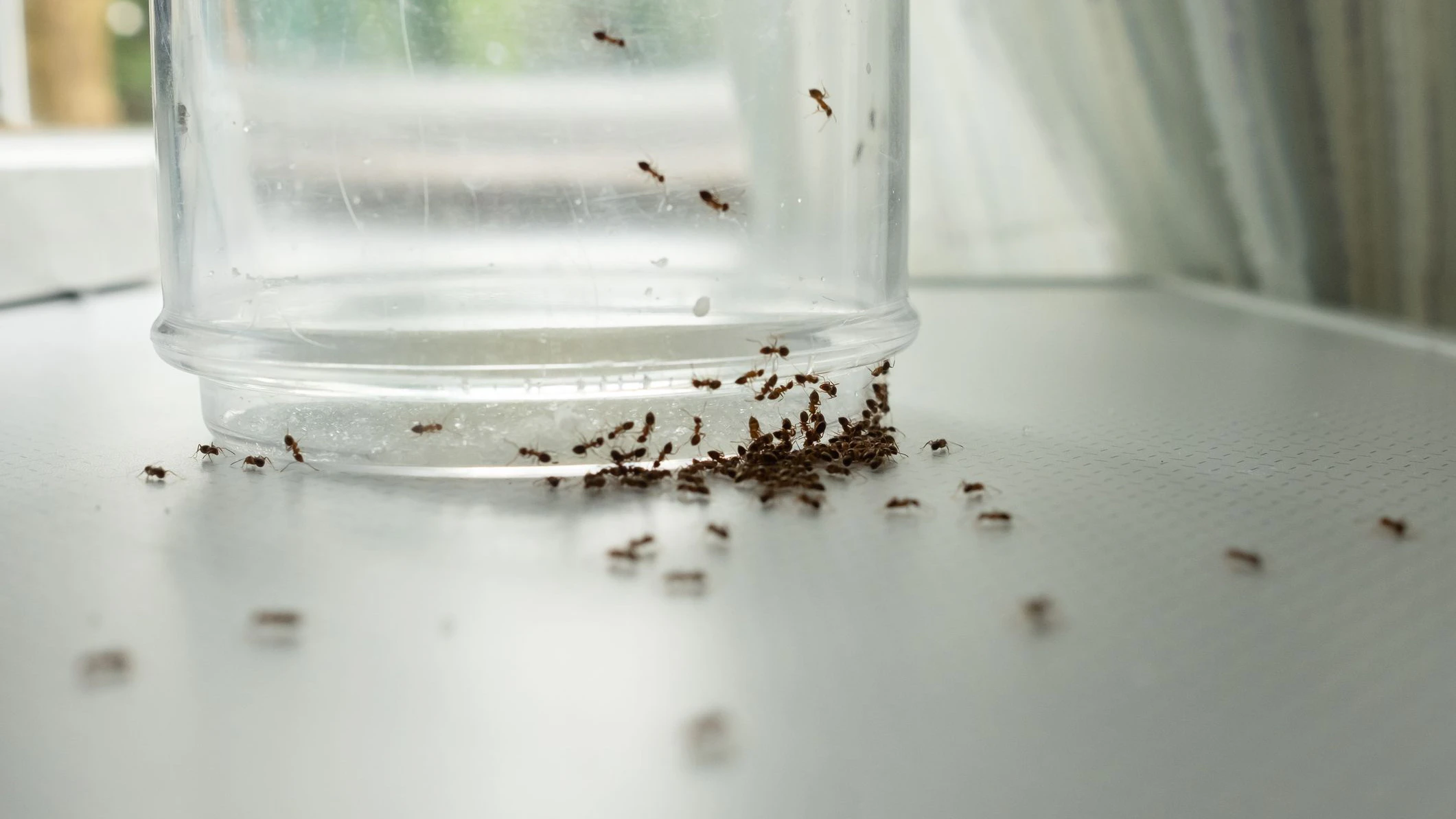 Close up mass of ants on glass searching for food.