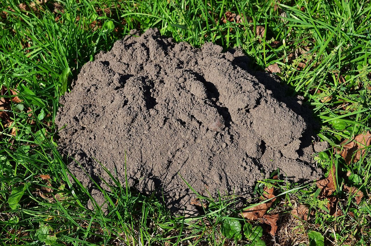 Heute.at - Maulwurfshügel platt treten? Das ist falsch