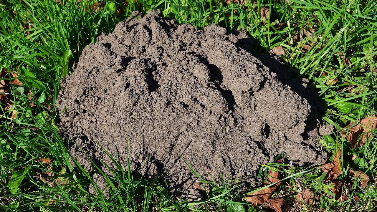 Heute.at - Maulwurfshügel platt treten? Das ist falsch