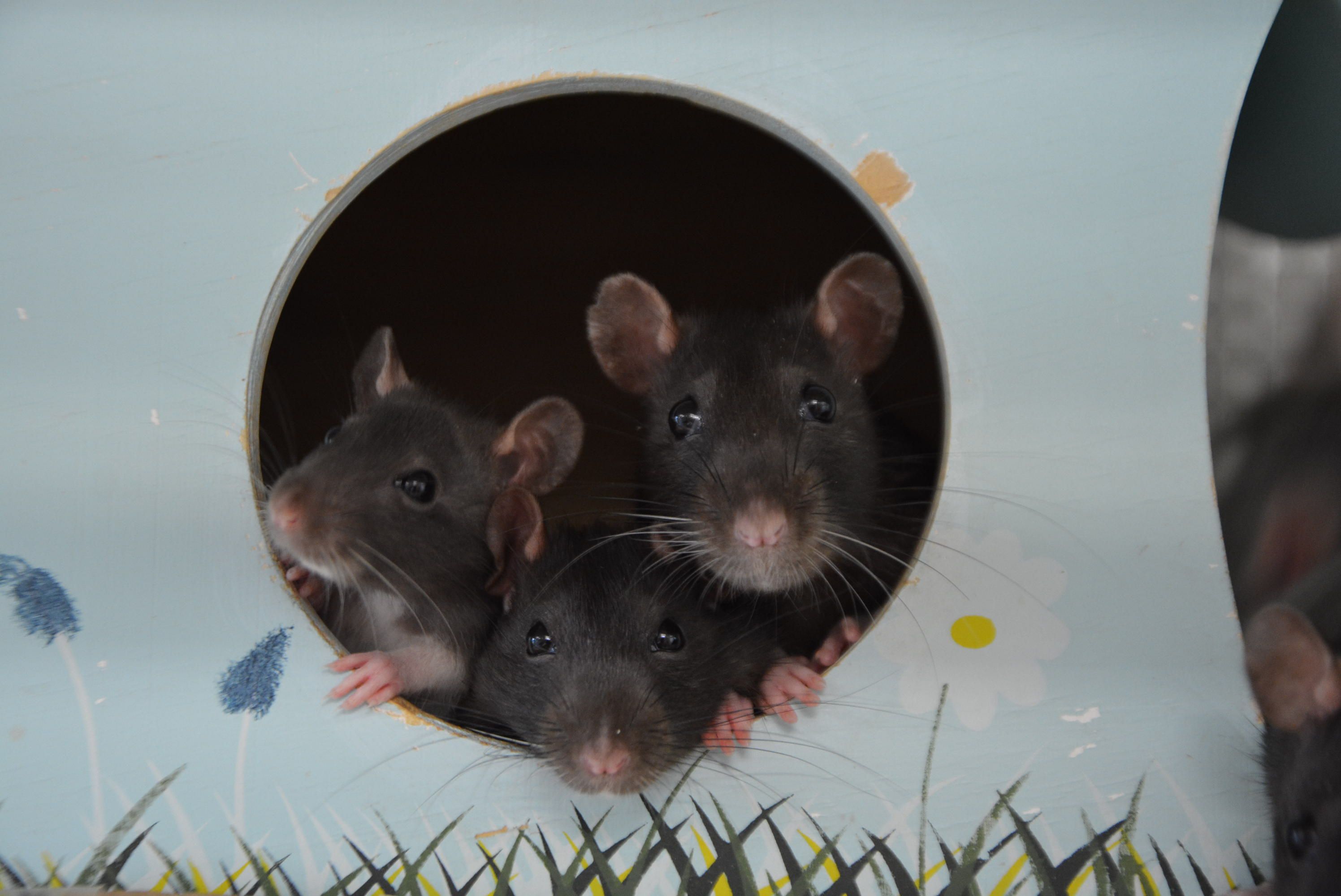 Ratten zählen zu den intelligentesten und sozialsten Kleintieren überhaupt.