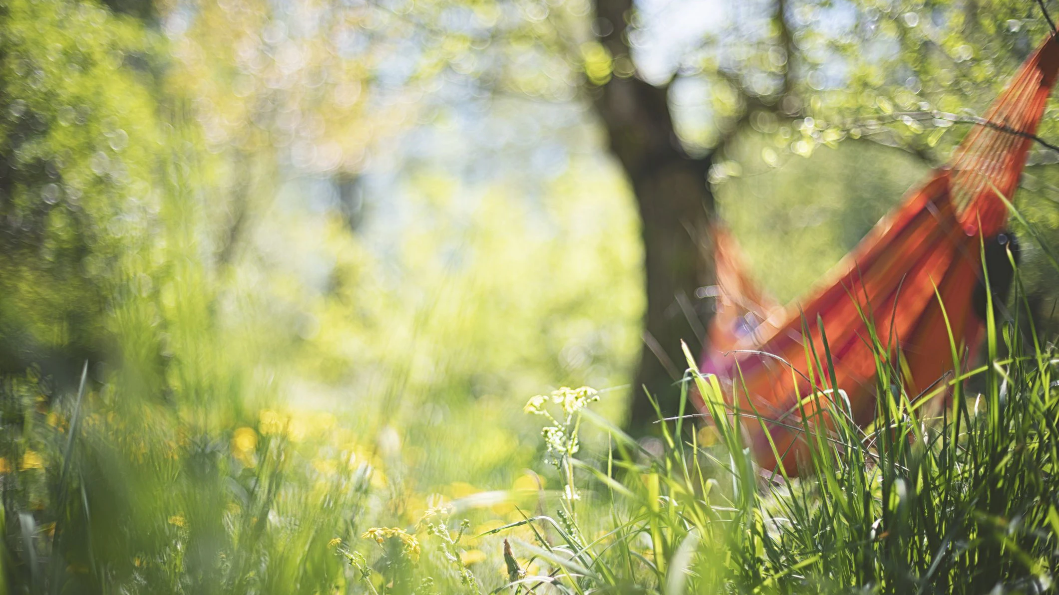 Hammock in a fairytale garden under apple trees in summer