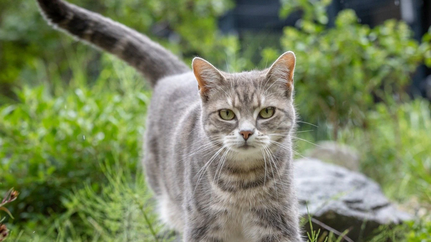 Der Schwerpunkt des Hofes liegt in der Aufnahme und Pflege von Katzen.