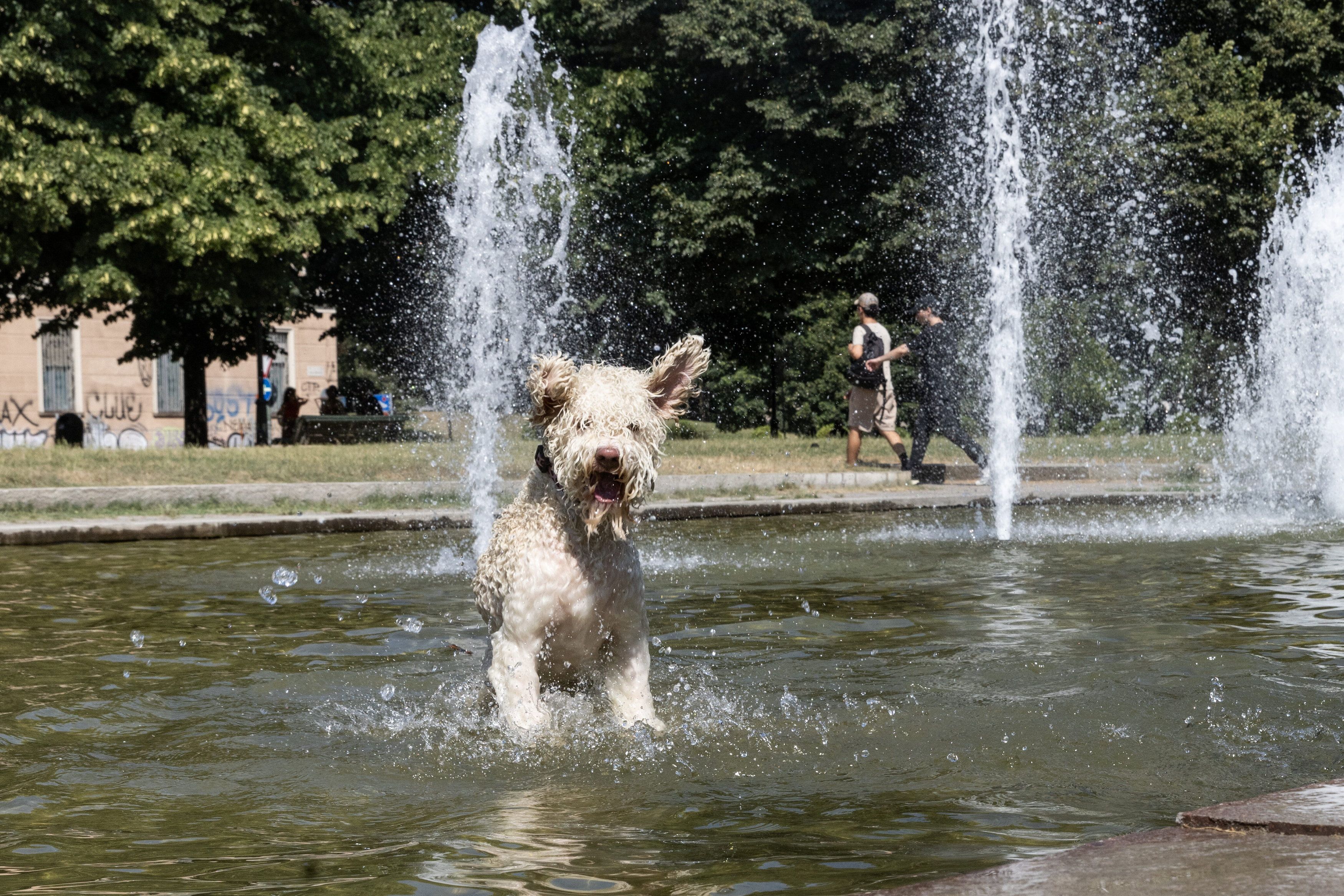 Heute.at - Hundstage 2026: Droht jetzt der große Hitze-Schock?