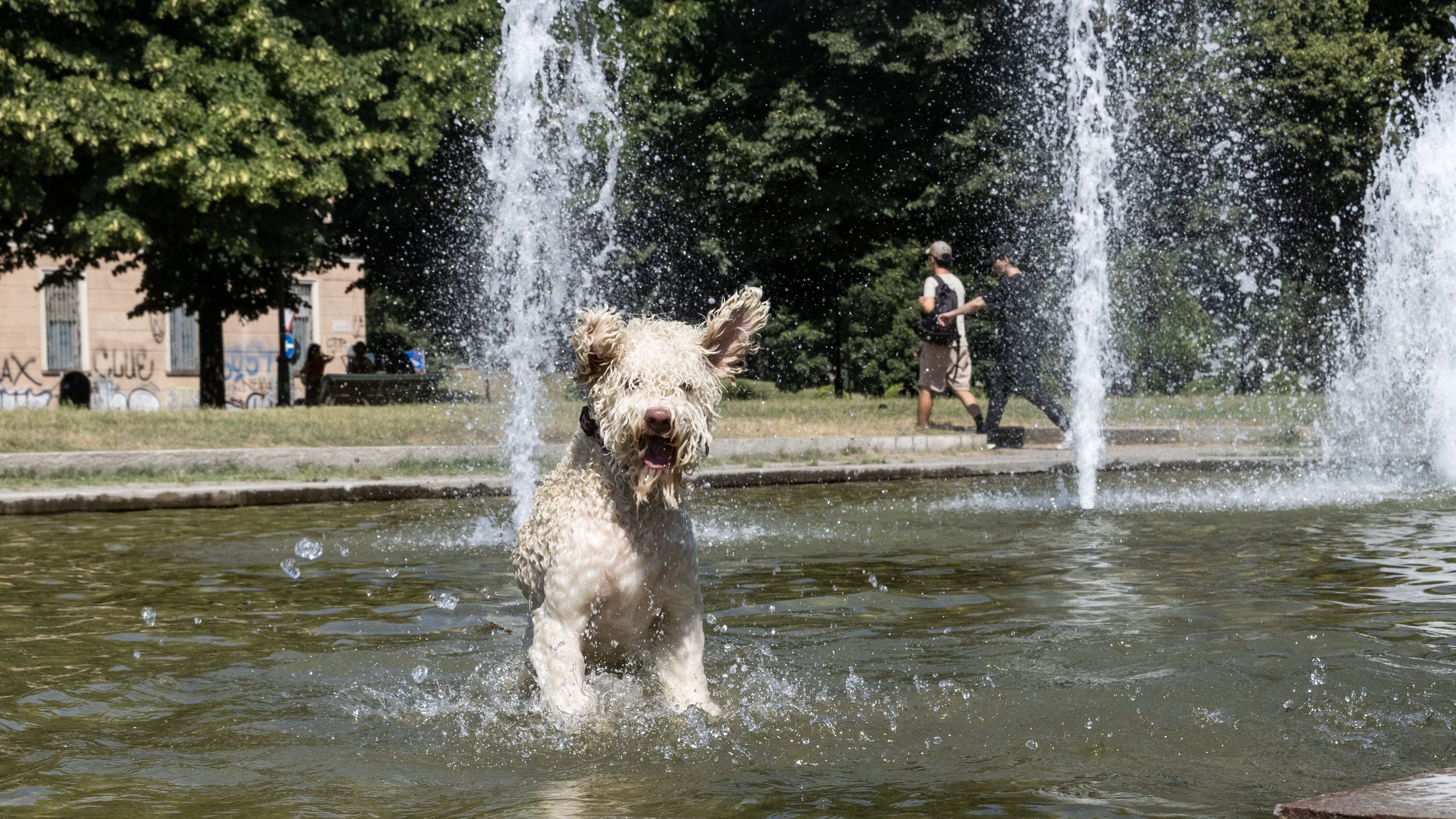 27.06.2026, Turin, ITA, Hitzewelle in Europa, Italien, im Bild ein Hund in einem Brunnen // ein Hund in einem Brunnen during the heat wave that swept across Europe.  Turin, ITAly on 2026/06/27. EXPA Pictures © 2026, PhotoCredit: EXPA/ laPresse/ Mauro Ujetto  *****ATTENTION - for AUT, SUI, CRO, SLO only*****