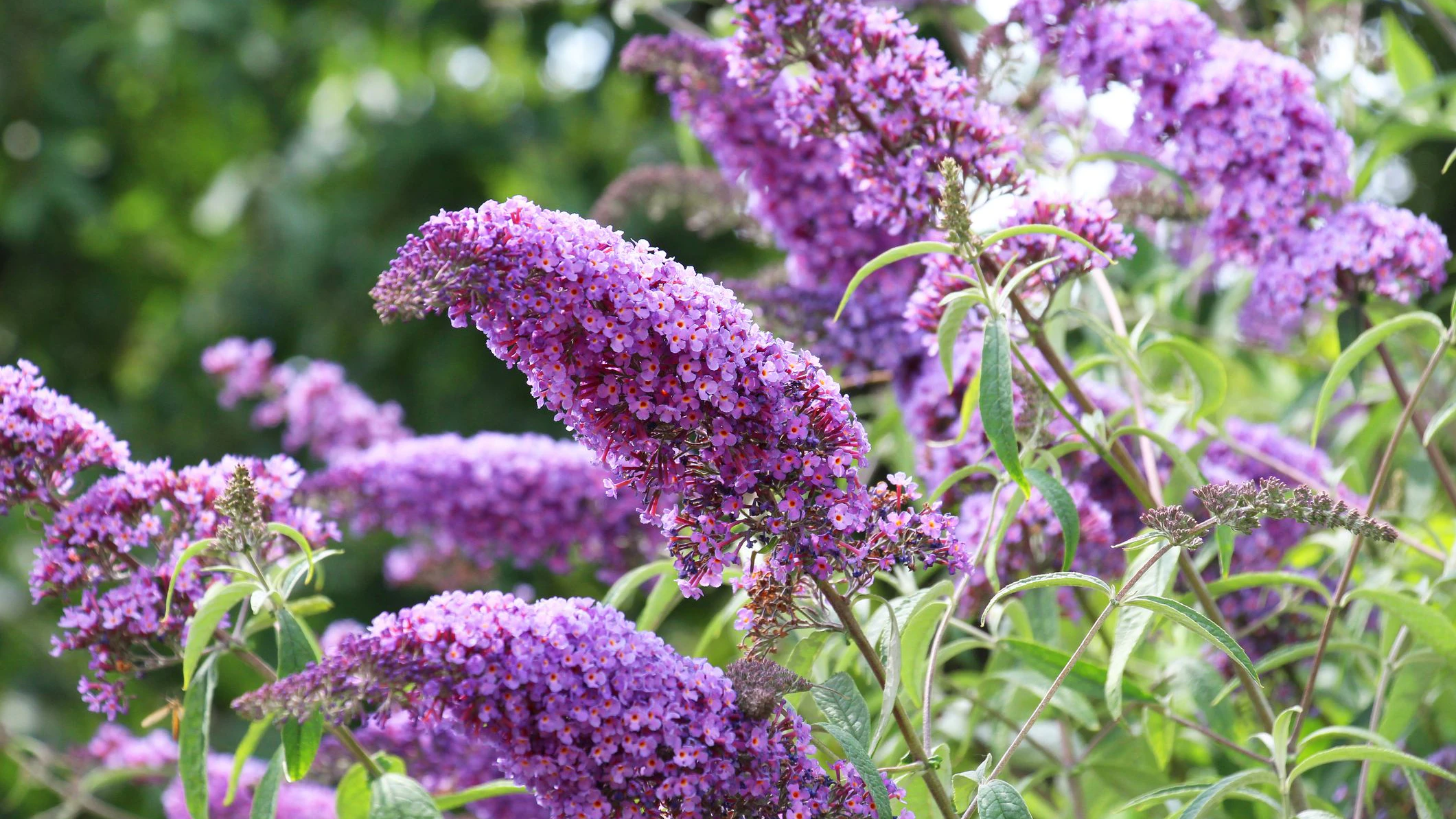 The buddleja davidii bush is blooming in the garden