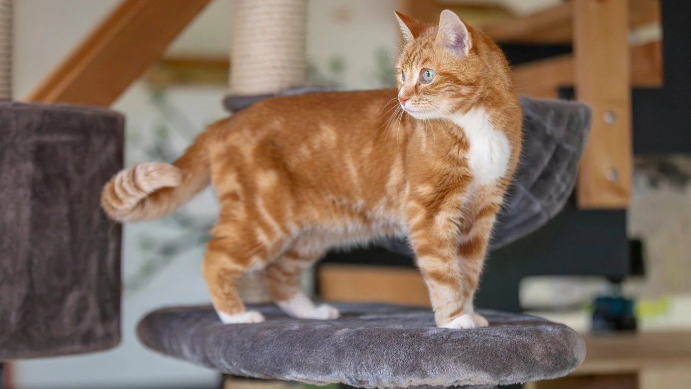 Im tierschutzfreundlichen Katzen-Café darf man mit den Stubentigern interargieren.