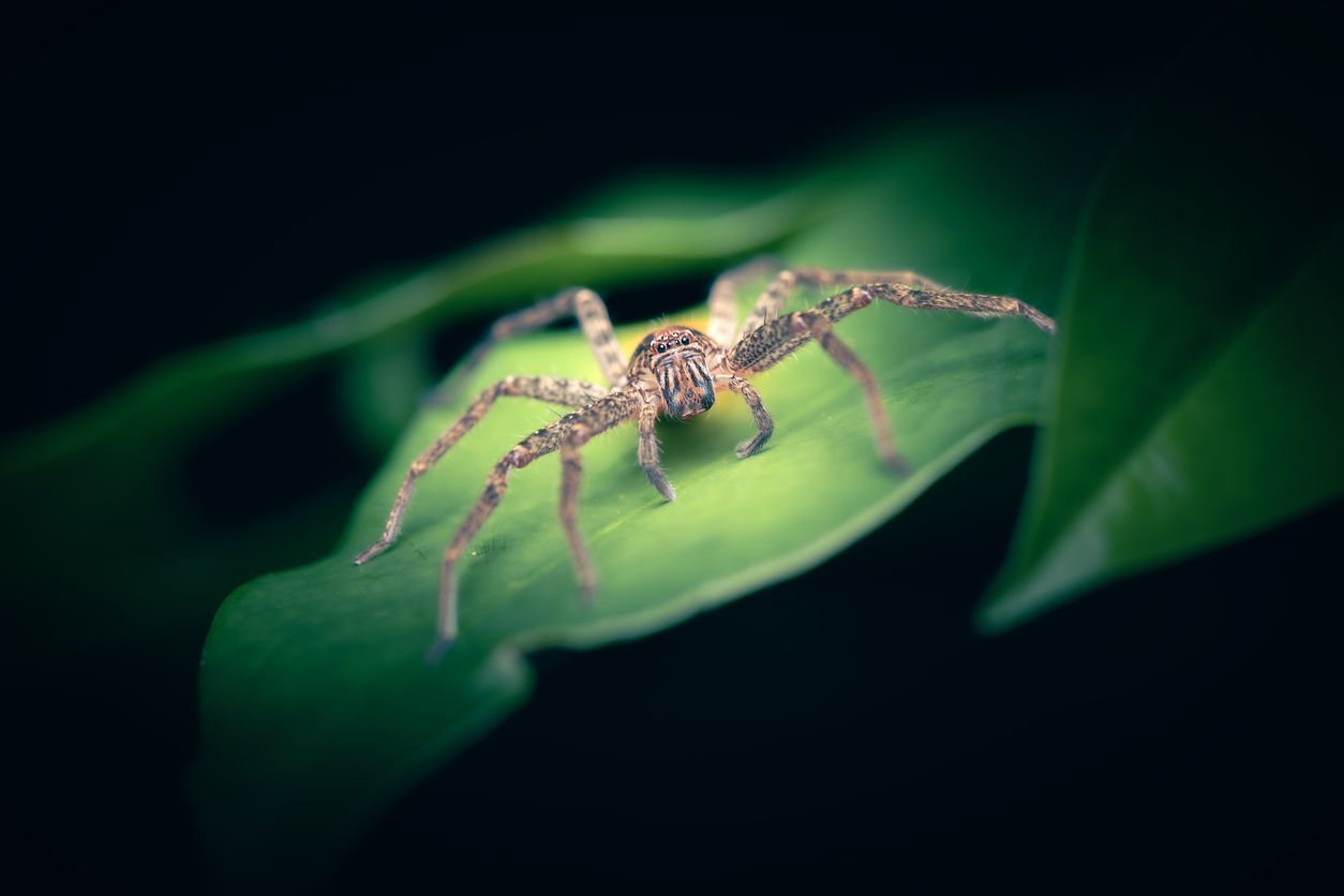 Die Australian Jungle Huntsman Spider gehört zu den größeren Riesenkrabbenspinnen. 