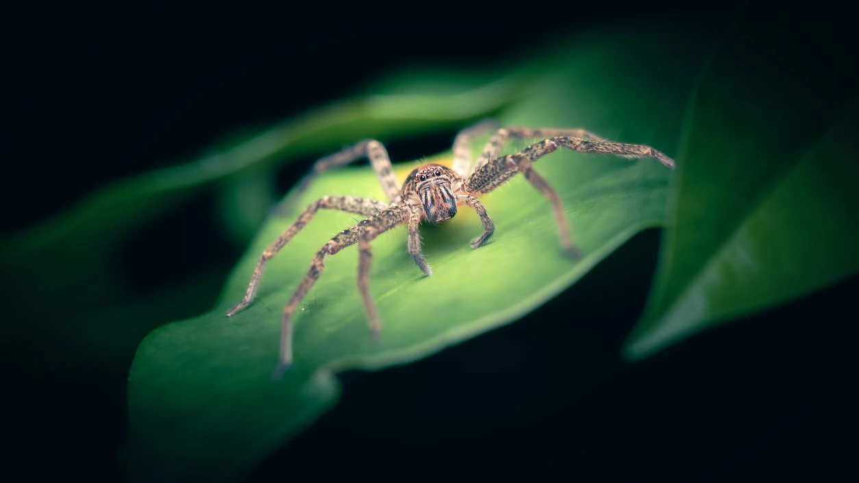 Die Australian Jungle Huntsman Spider gehört zu den größeren Riesenkrabbenspinnen. 