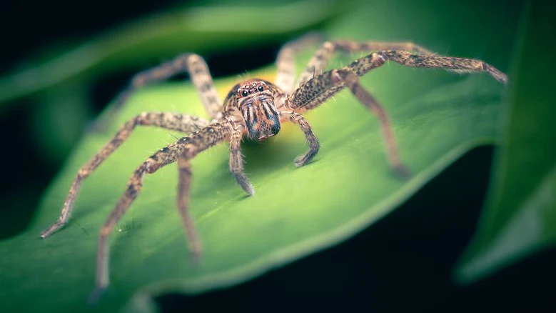 Die Australian Jungle Huntsman Spider gehört zu den größeren Riesenkrabbenspinnen. 