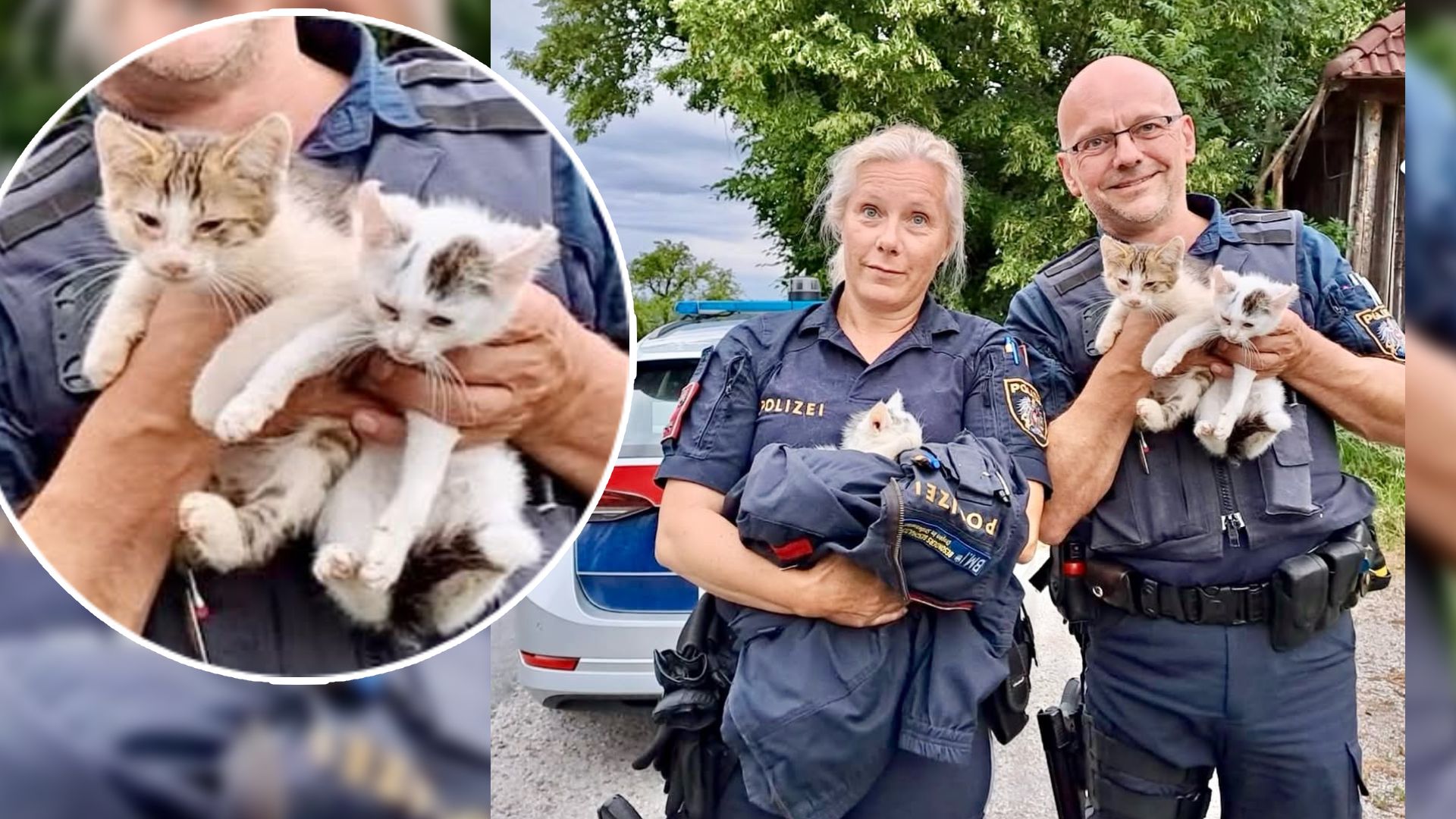 Die Polizisten fanden die Kätzchen hilflos auf der Straße.