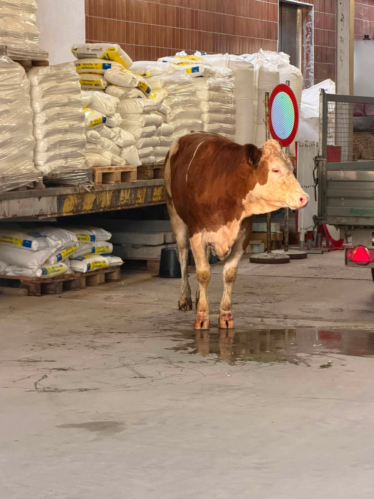 Die entlaufene Kuh konnte schließlich in eine Halle getrieben werden.