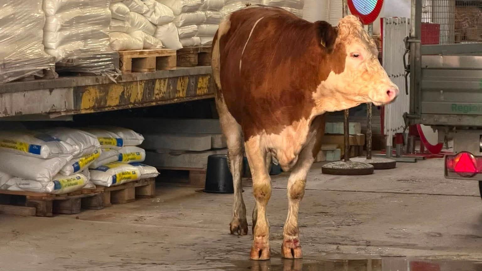 Die entlaufene Kuh konnte schließlich in eine Halle getrieben werden.