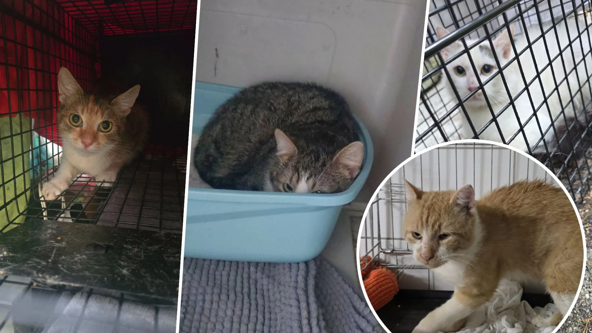 "Schnitzl" (Kreis) ist einer der wenigen geretteten Katzen, die vielleicht vermittelt werden können.