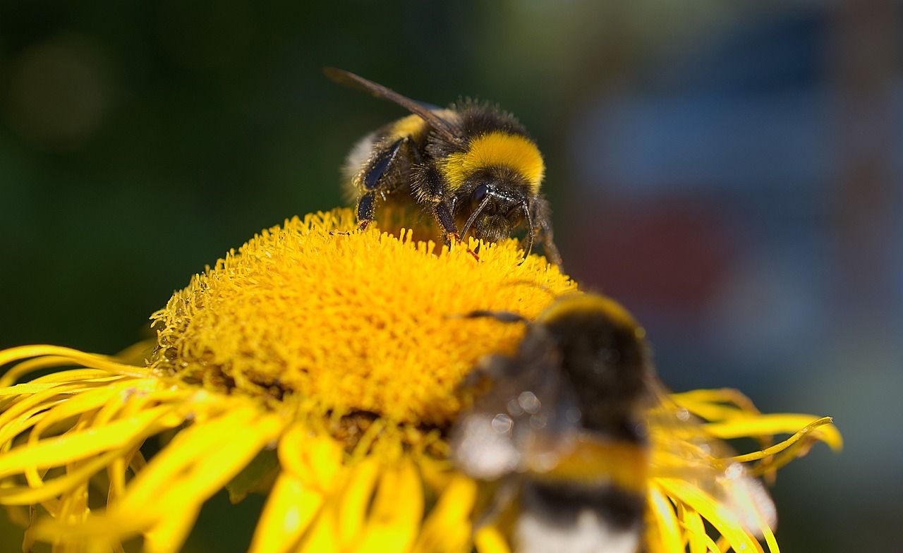 Hummel beim Nektarsammeln auf einer Blüte