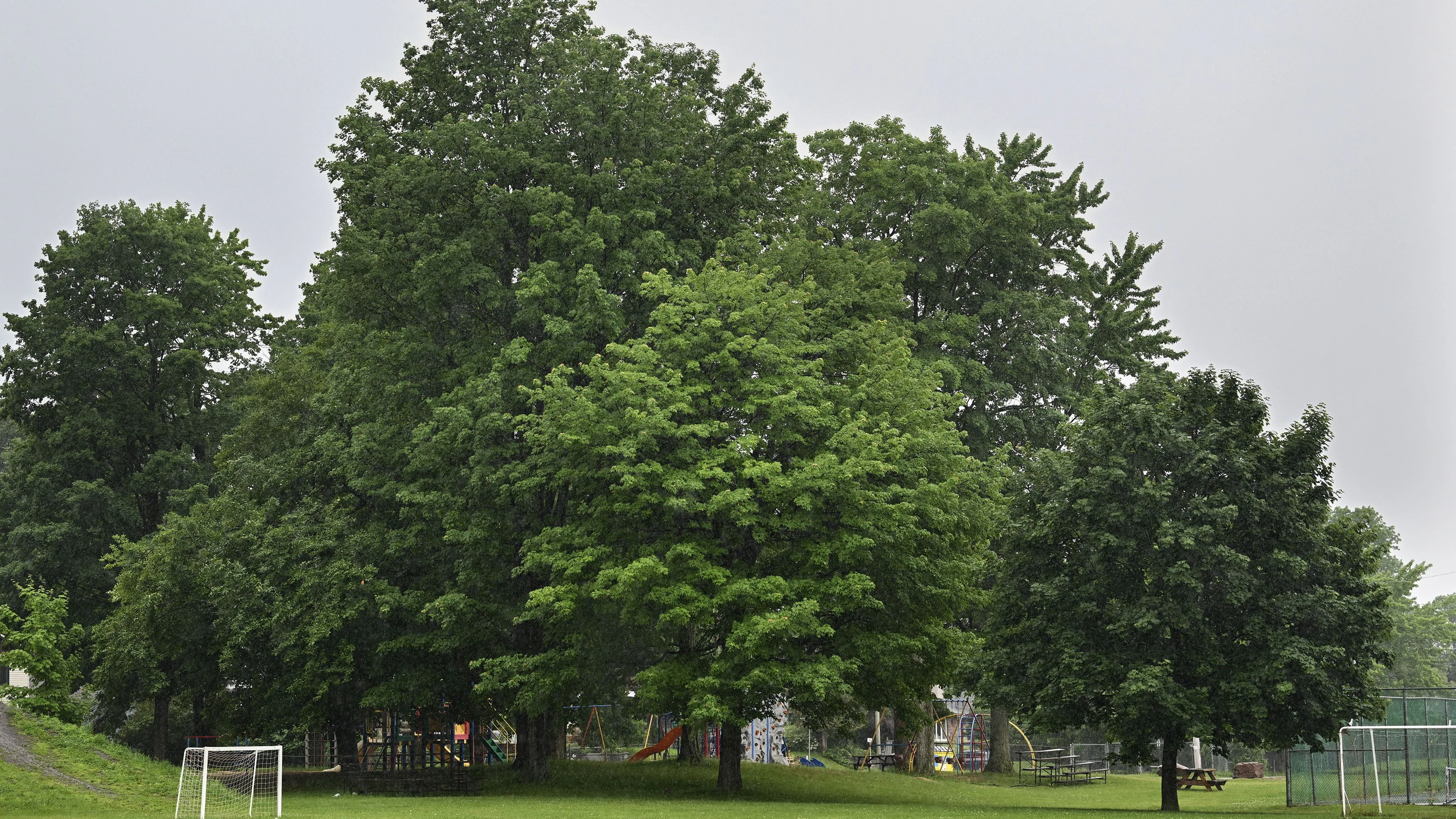 Trees are shown in the municipality of Terasse-Vaudreuil west of Montreal, on Sunday, June 14, 2026. The municipality of Terrasse-Vaudreuil, Quebec, has taken a historic step by adopting a resolution that makes it the first municipality in Quebec and Canada to sign the petition in support of the Universal Declaration of the Rights of the Tree. THE CANADIAN PRESS/Graham Hughes