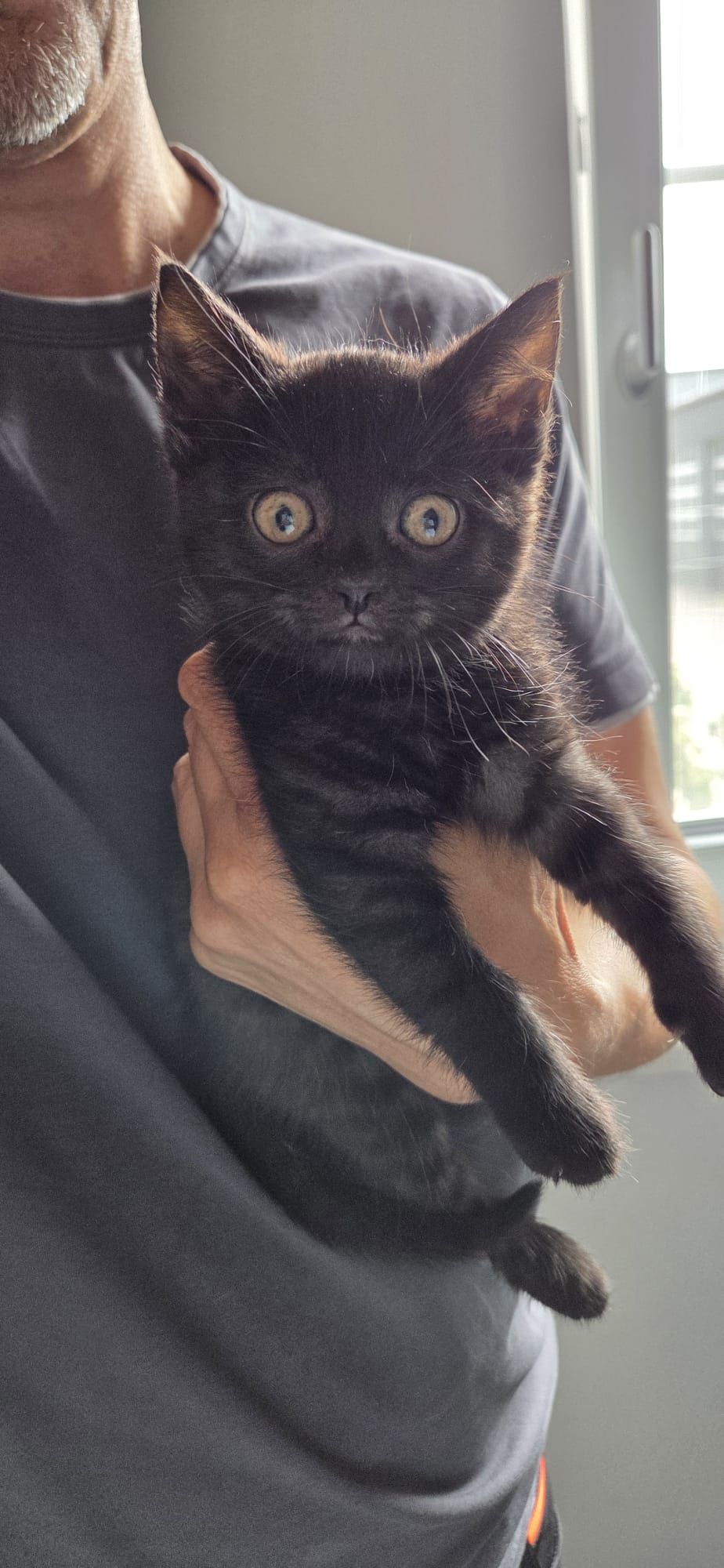 Das Katzenbaby 