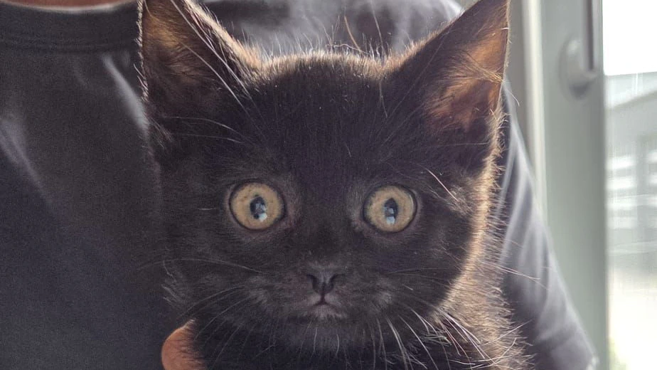 Das Katzenbaby "Schrotty" wurde schwer verletzt im Schrotthaufen gefunden.
