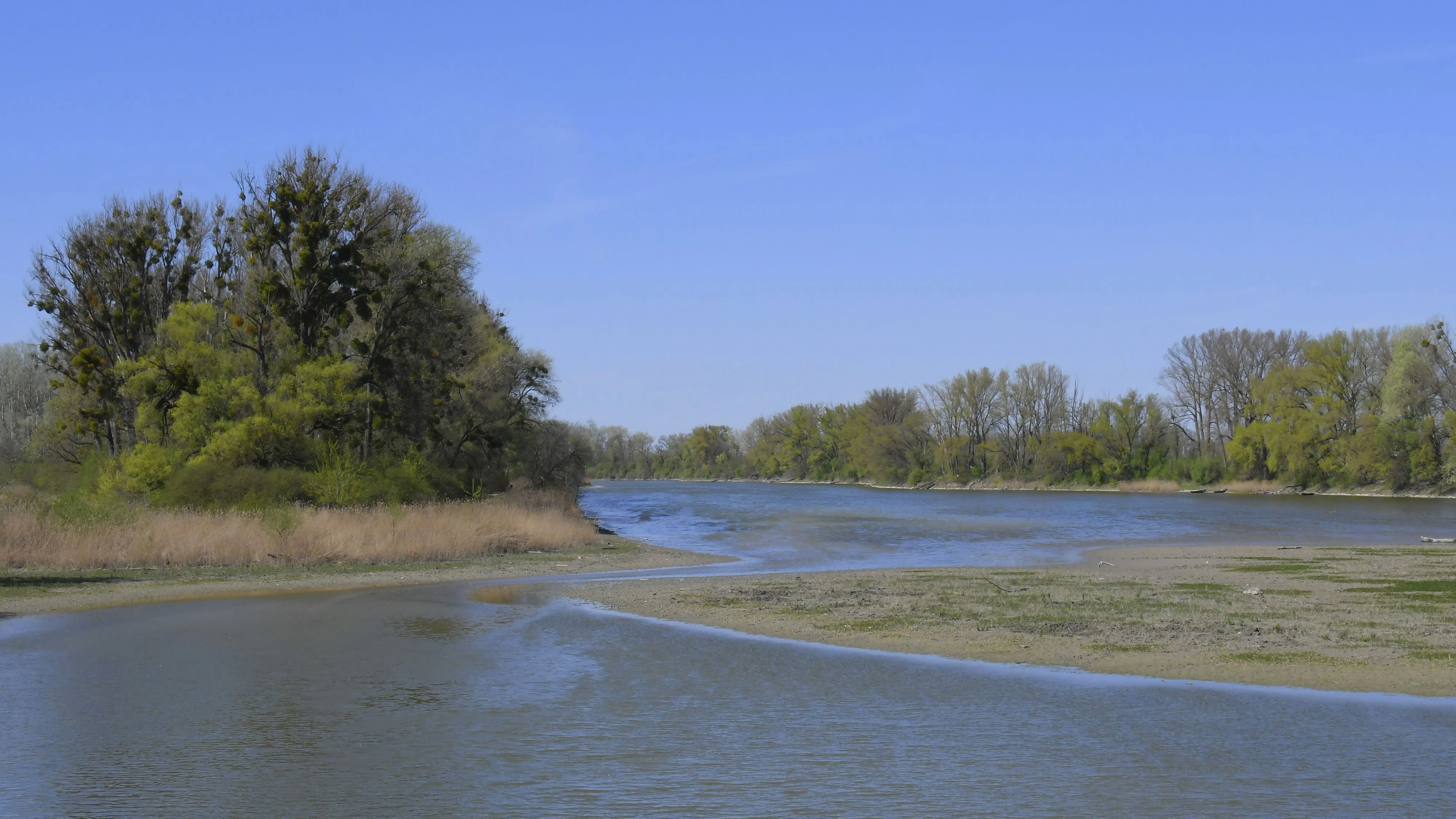 Das Schönauer Wasser in der Wiener Lobau mit Niedrigwasserstand, sehr niedriger Wasserpegel, sinkender Grundwasserpegel. Untere Lobau, ehemaliger Seitenarm der Donau, heute vom Fluss abgetrennt. Stark gefährdet durch Austrocknung, Klimawandel, geringer Niederschlag, Nationalpark Donau-Auen. Wien, Niederösterreich, Österreich.