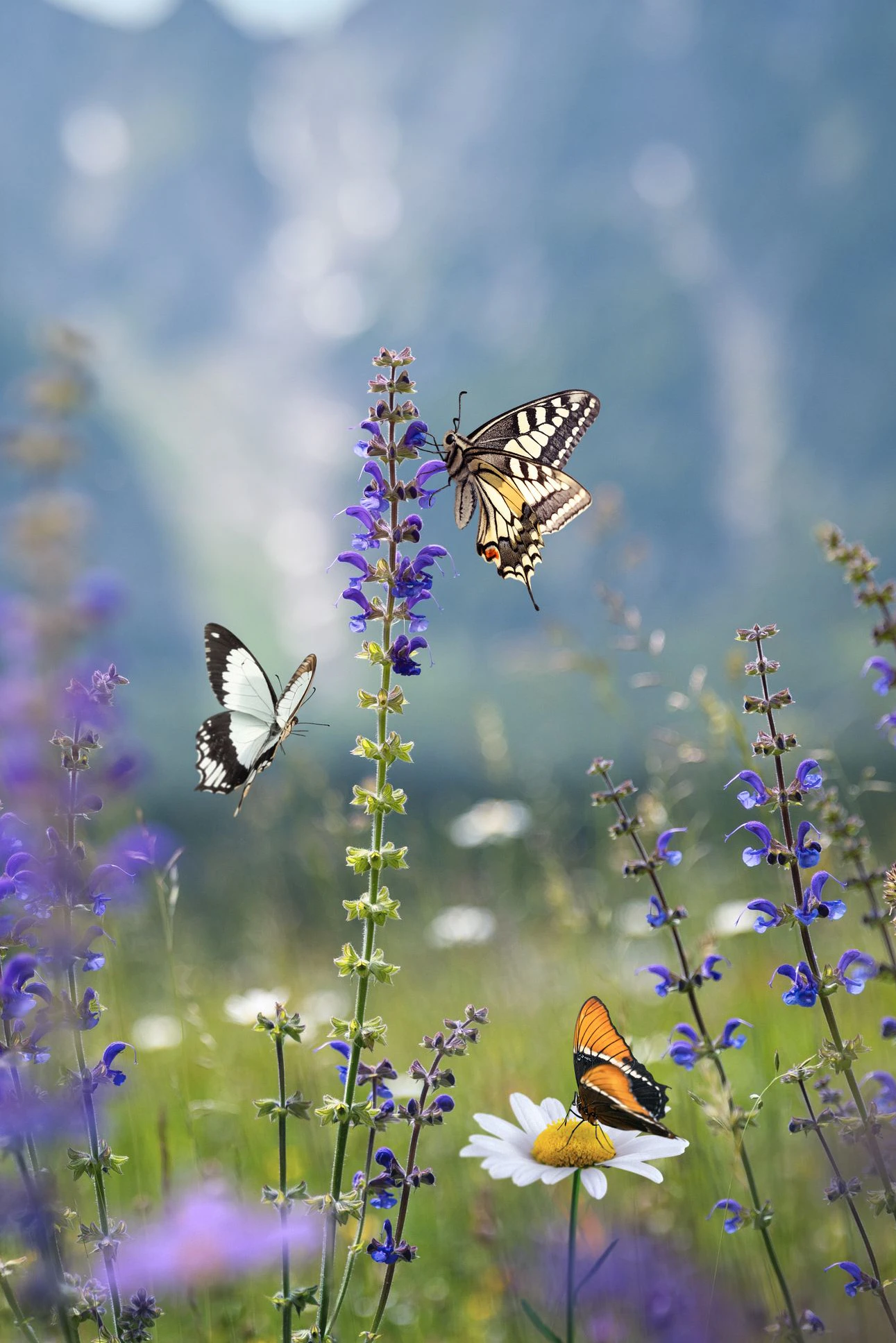 Ein Bild, das leider immer seltener wird: Schmetterlinge auf einer blühenden Sommerwiese