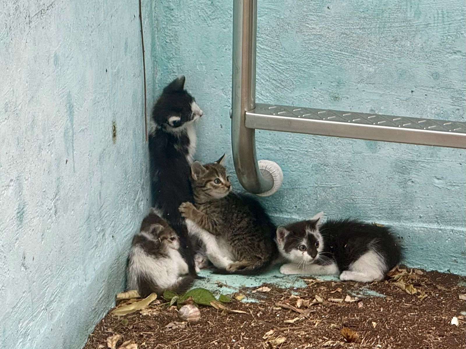 Am Dienstag wurden sieben Babykatzen in einem verlassenen Pool gefunden.