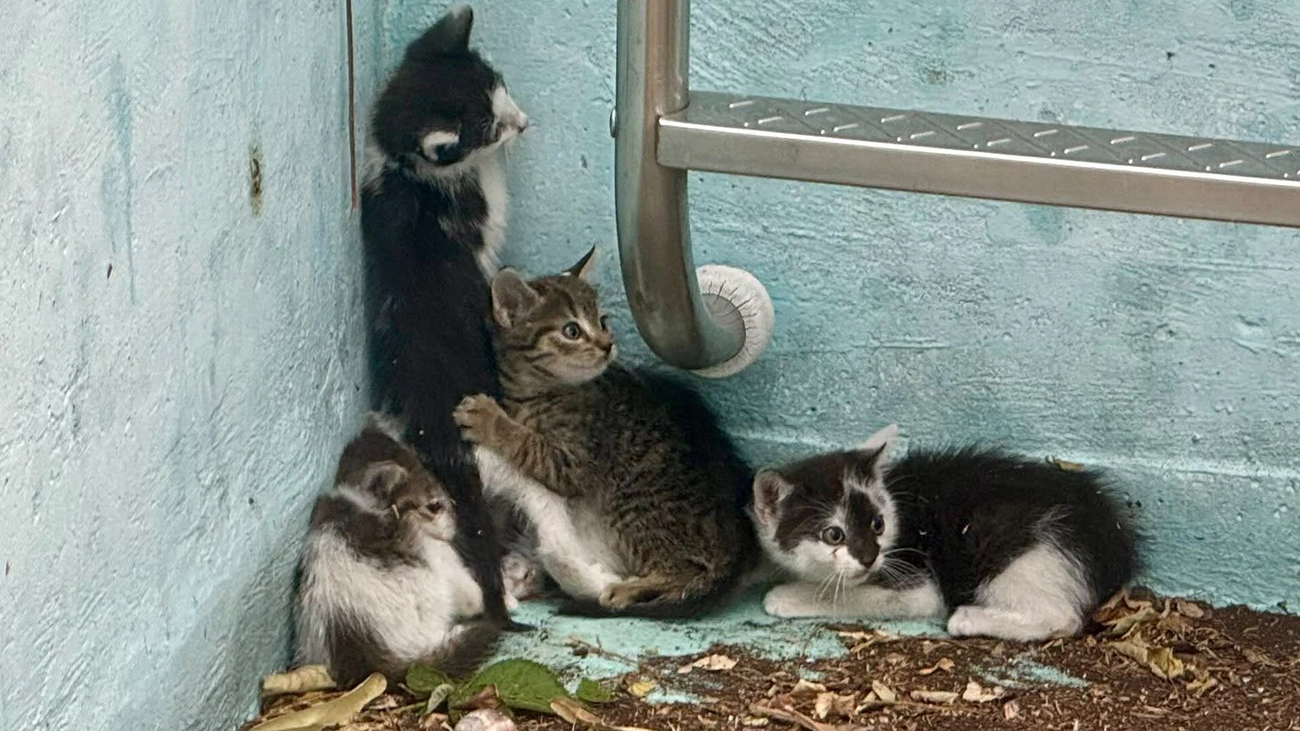 Am Dienstag wurden sieben Babykatzen in einem Pool gefunden.
