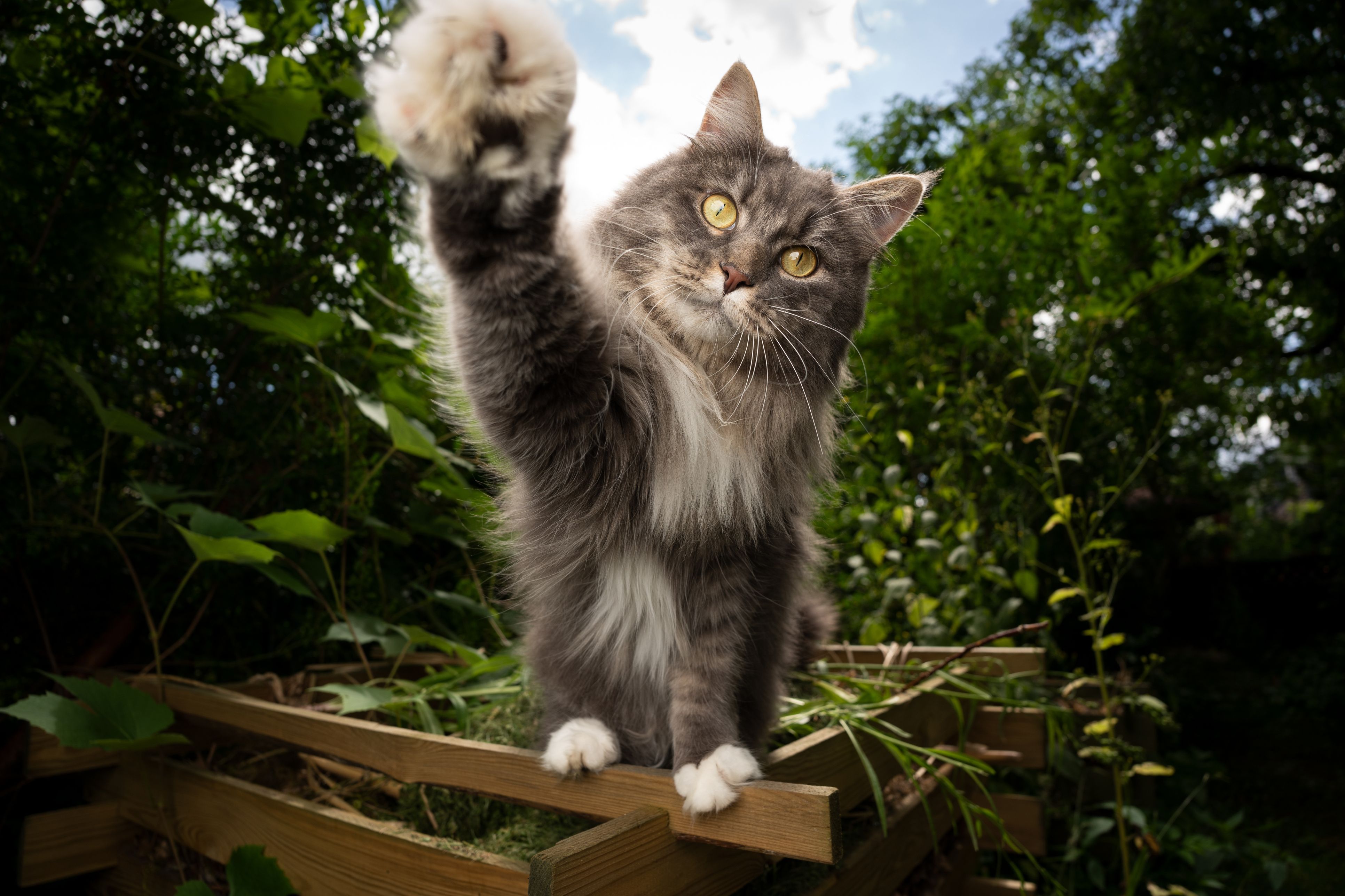Heute.at - Diese Geste deiner Katze verrät mehr, als du glaubst