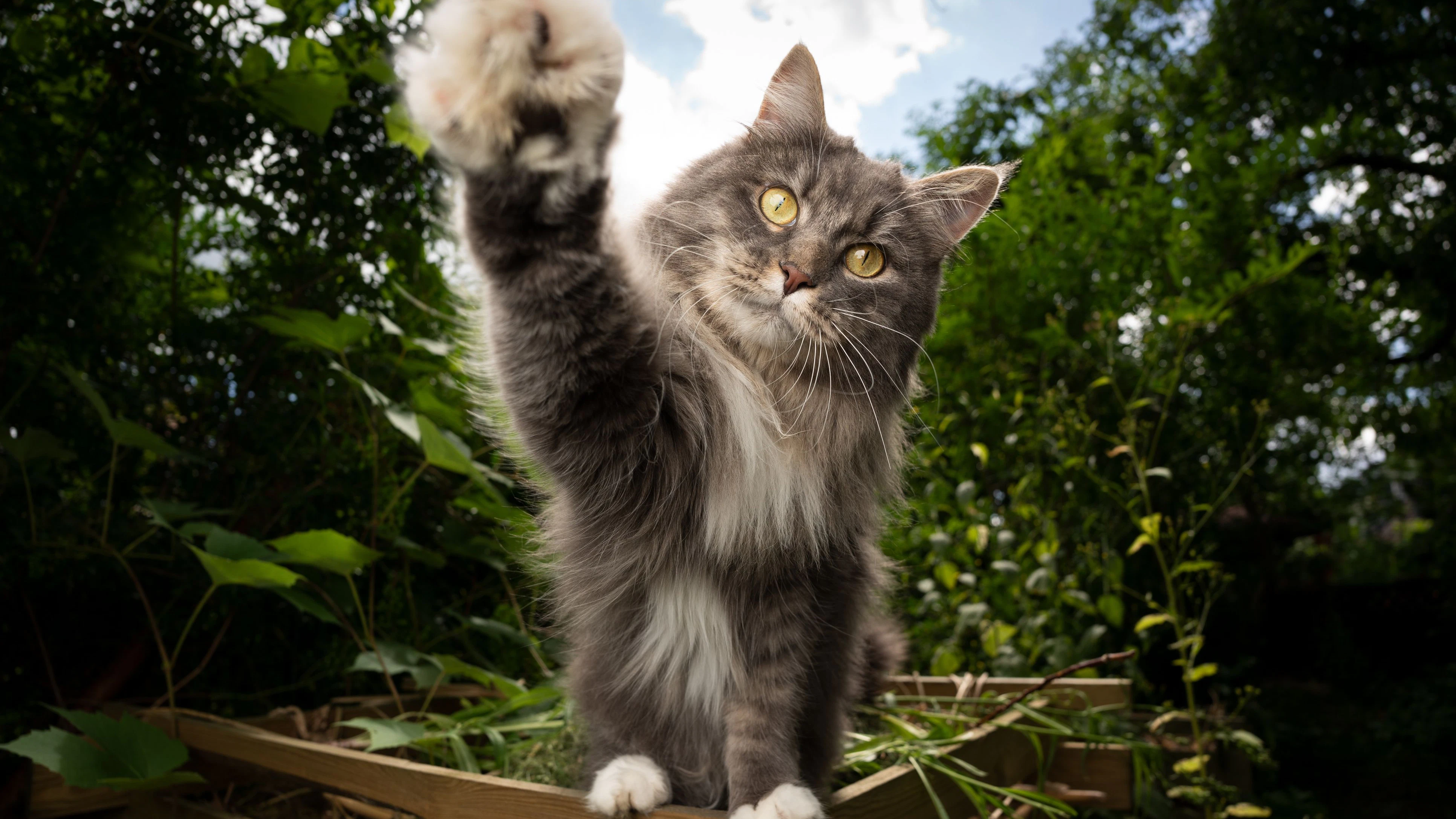 playful gray white maine coon cat sitting on wooden frame of compost heap outdoors in garden raising paw reaching for camera