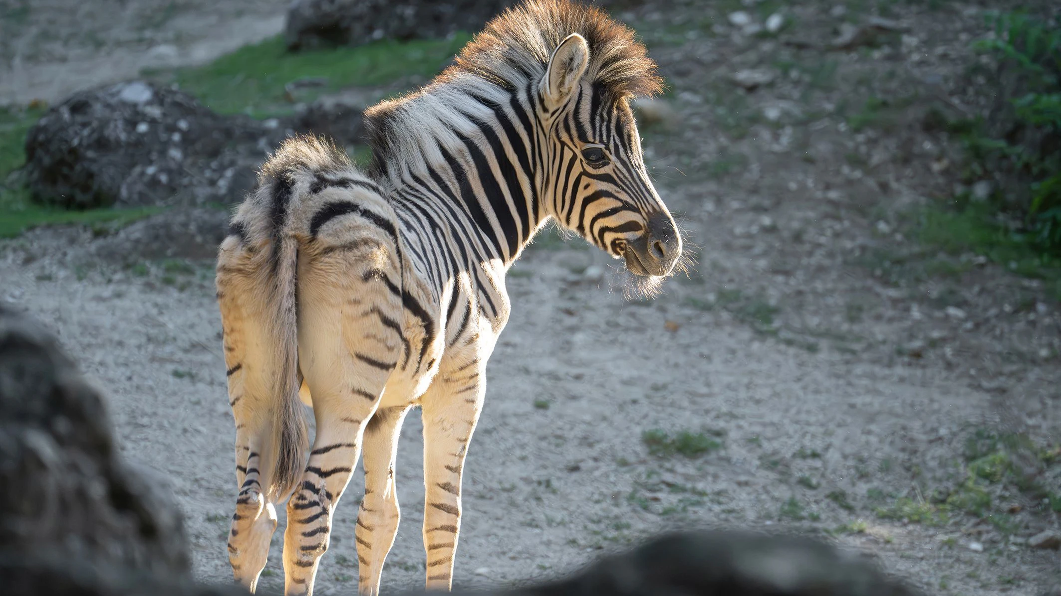 Die Streifen eines jeden Zebras sind einzigartig und gleichen dem menschlichen Fingerabdruck. 