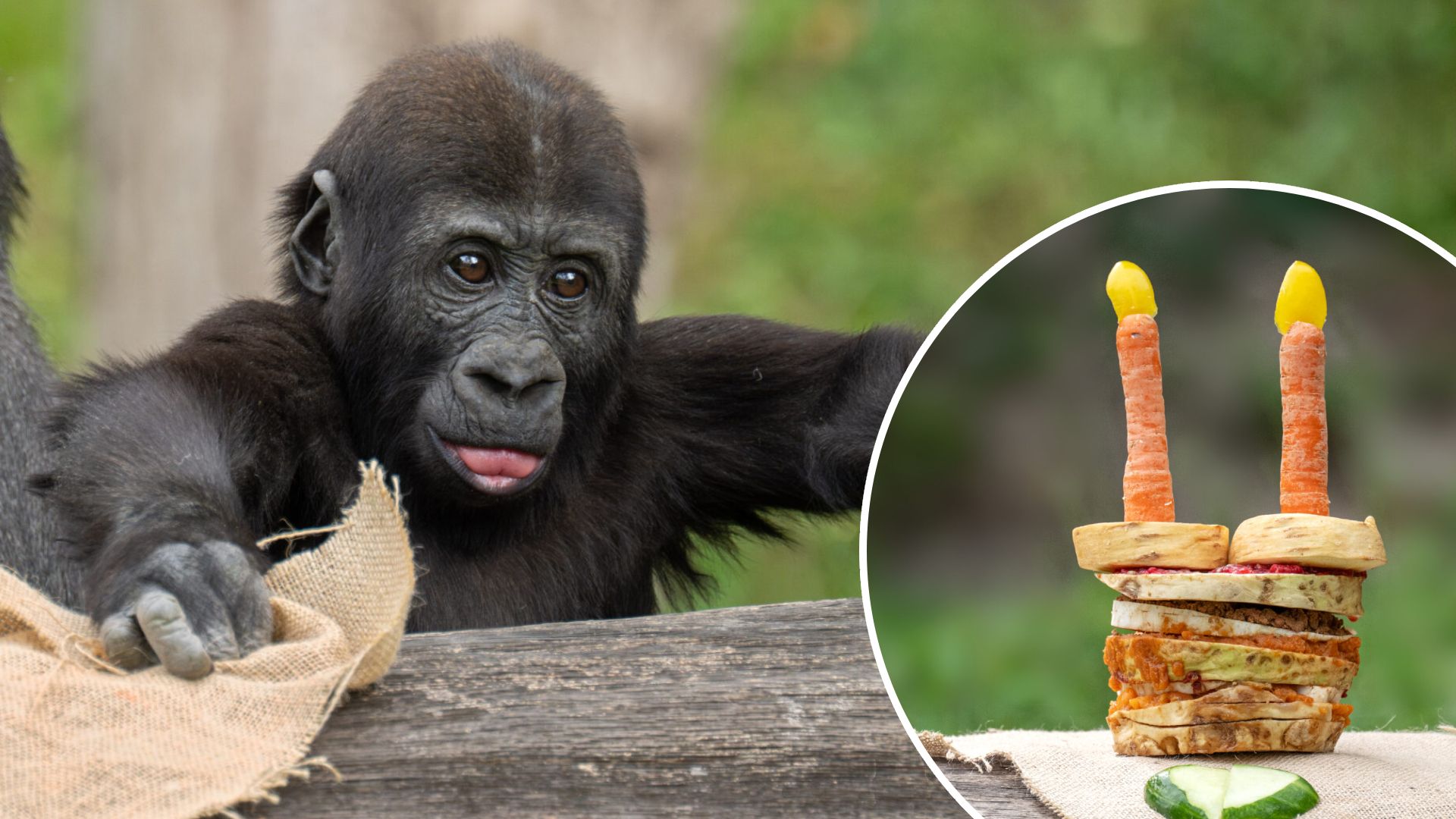 Heute.at - Schon zwei Jahre! Dieser Zoo-Liebling feiert Geburtstag