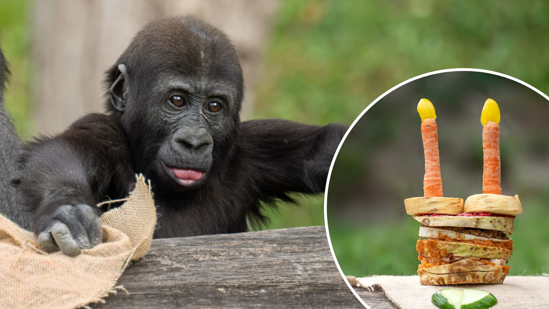 Happy Birthday! Gorilla-Bub Jabari ist schon zwei Jahre alt.
