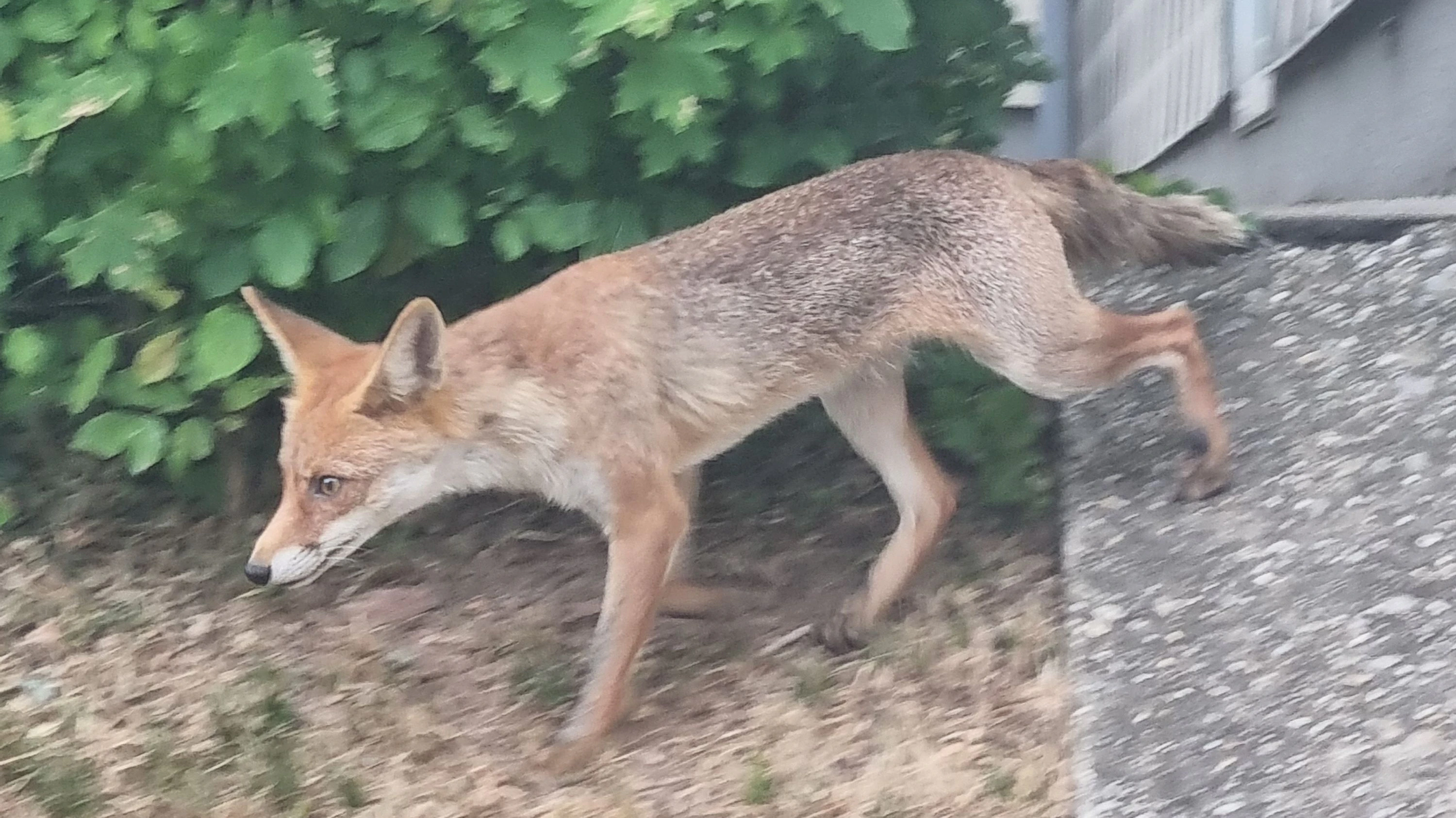 Dieser Dieb ist euch echter Fuchs. 