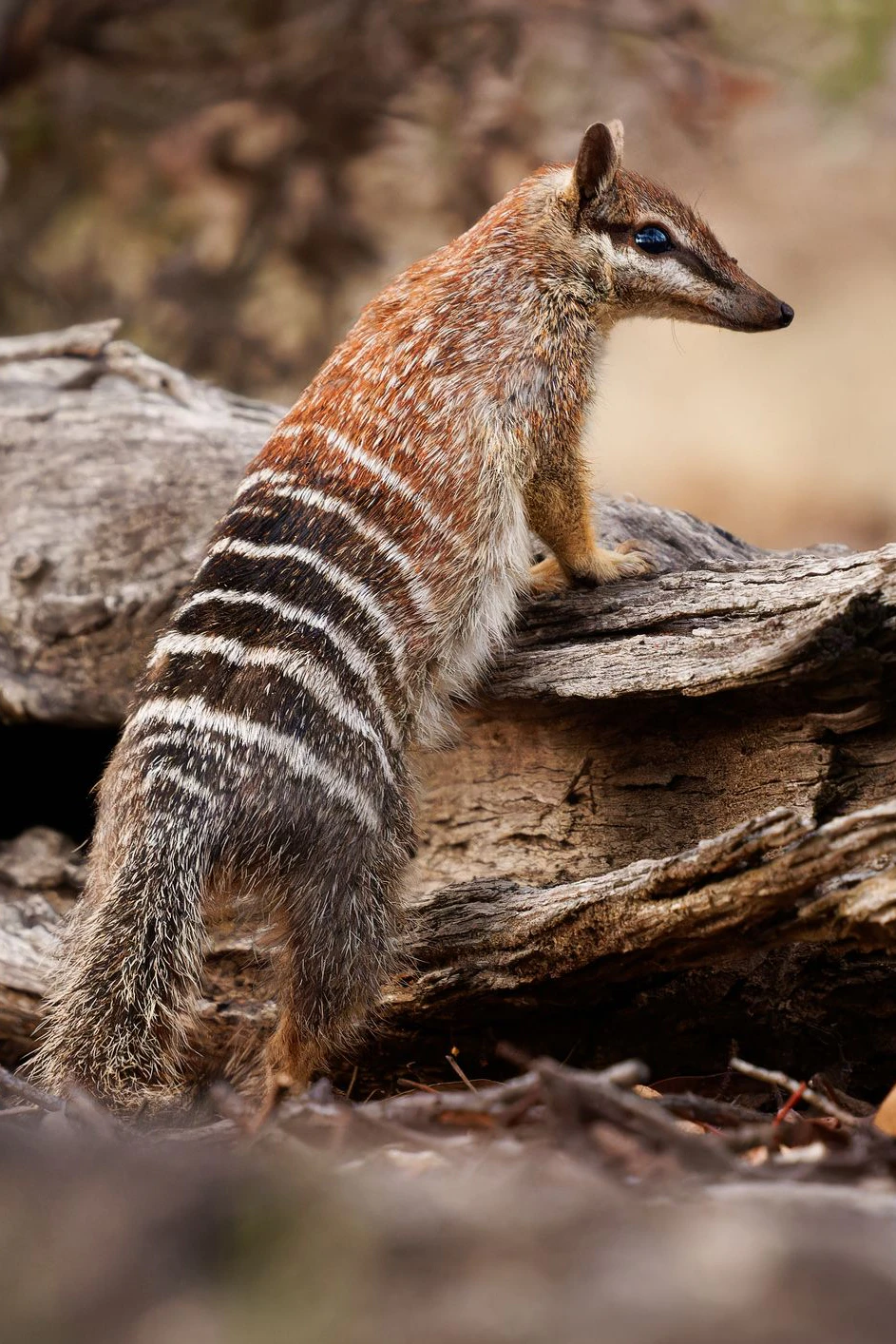 Der australische Numbat, ein Ameisenbeutler, stand bereits kurz vor dem Aussterben. Strenge Schutzmaßnahmen halfen, dass sich die Art wieder einigermaßen erholen konnte