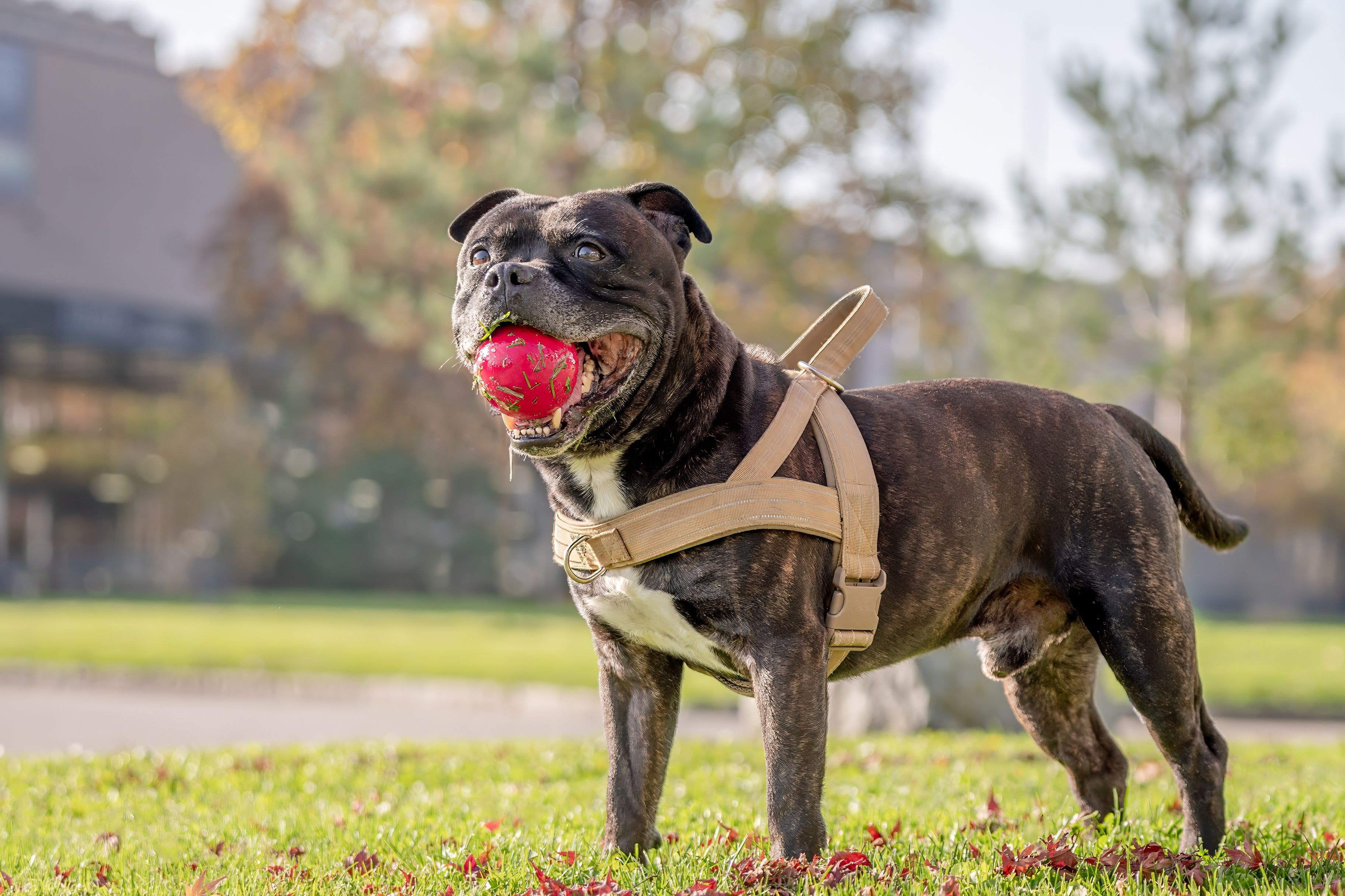 Bei dem Hund soll es sich um einen American Staffordshire Terrier handeln.