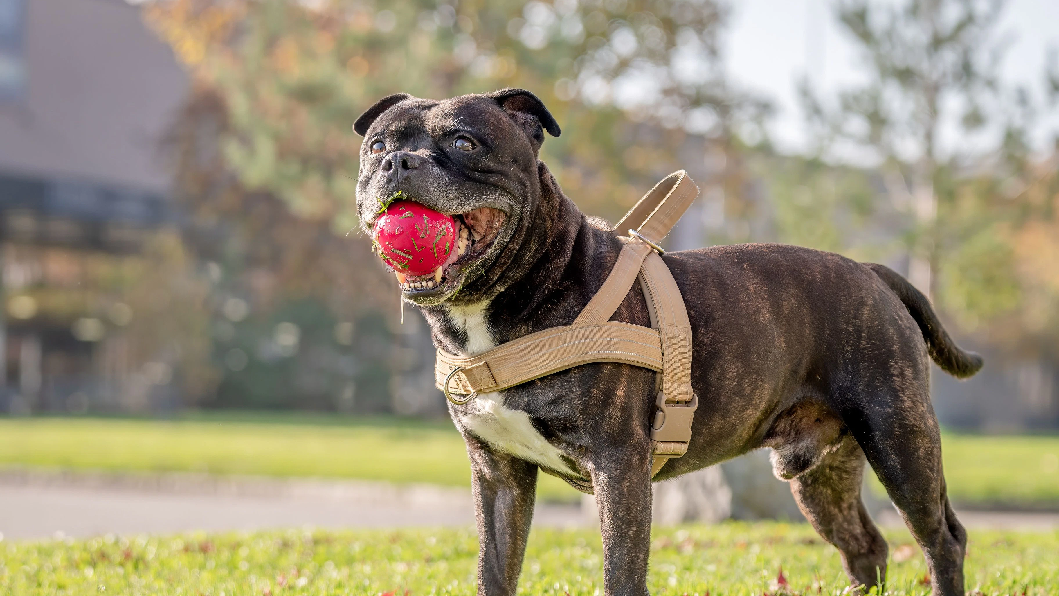 Bei dem Hund soll es sich um einen American Staffordshire Terrier handeln.